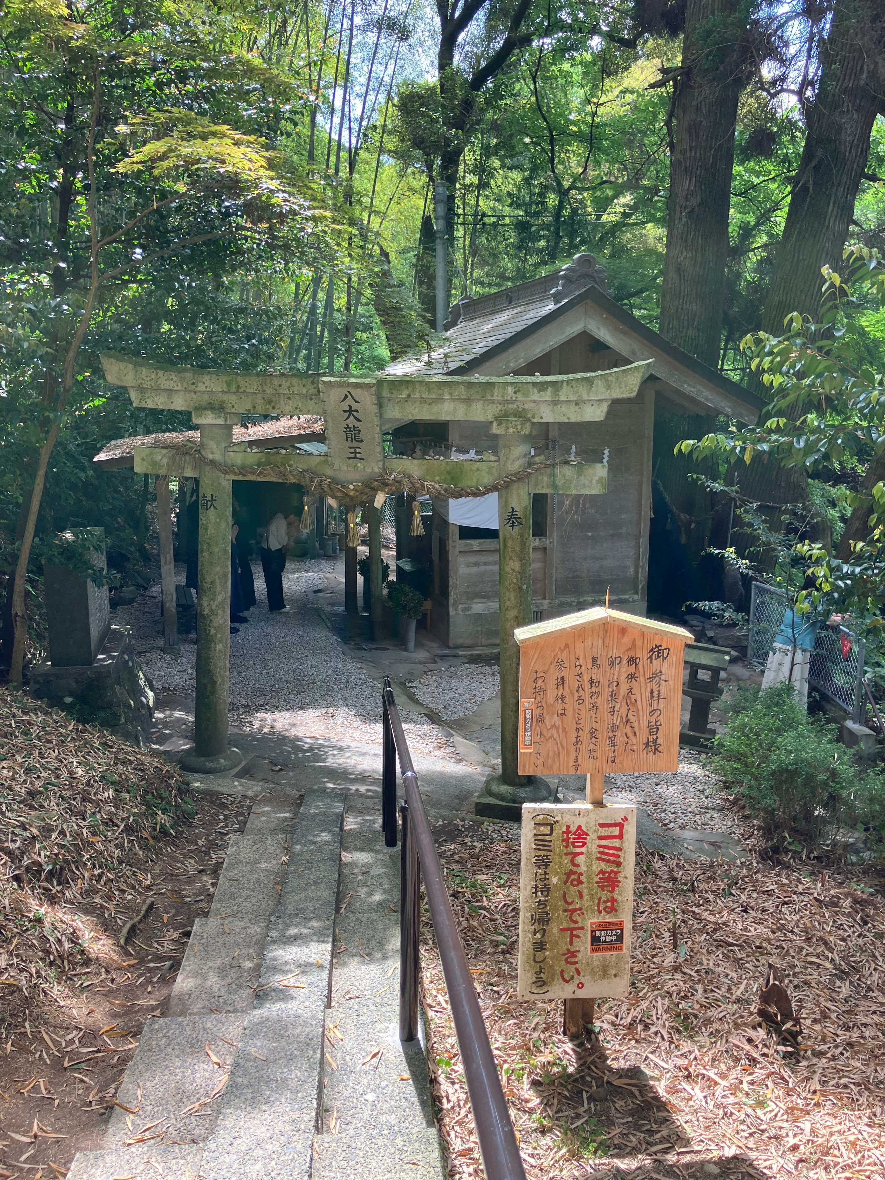 菊池の龍神様に会いに行く2024🐉 【神龍八大龍王神社•廣現寺】｜Desert Rose