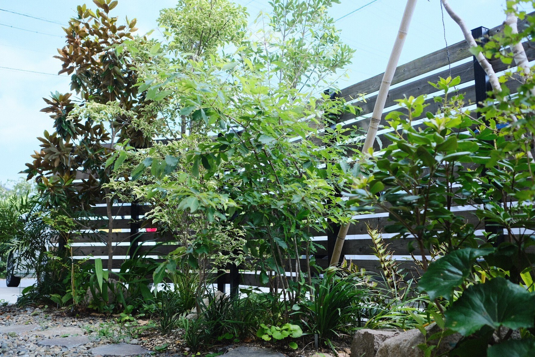 ◆◆コナラ　　株立　◆◆２７ 酷暑でも超元気！株立ちコナラを剪定したよ！｜twins｜コーヒーと庭