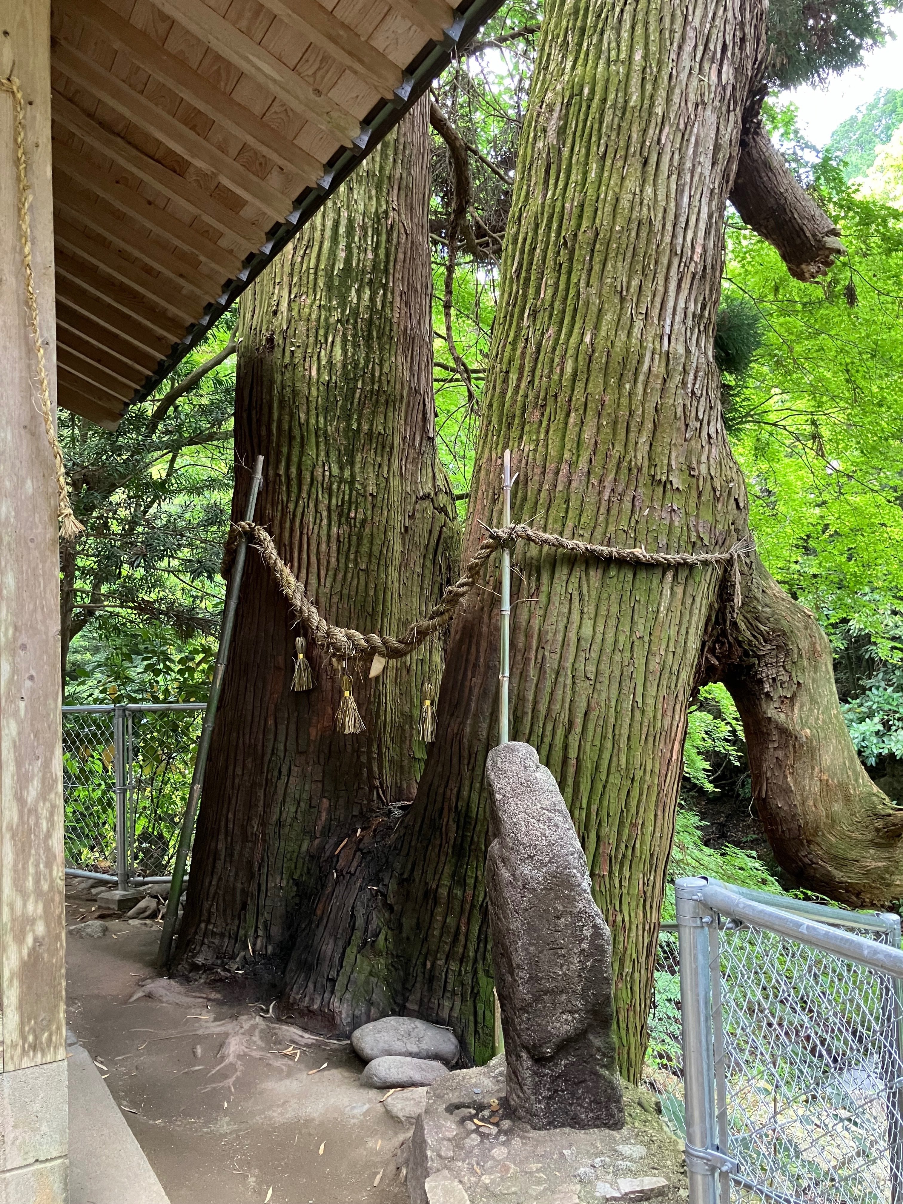 菊池の龍神様に会いに行く2024🐉 【神龍八大龍王神社•廣現寺】｜Desert Rose