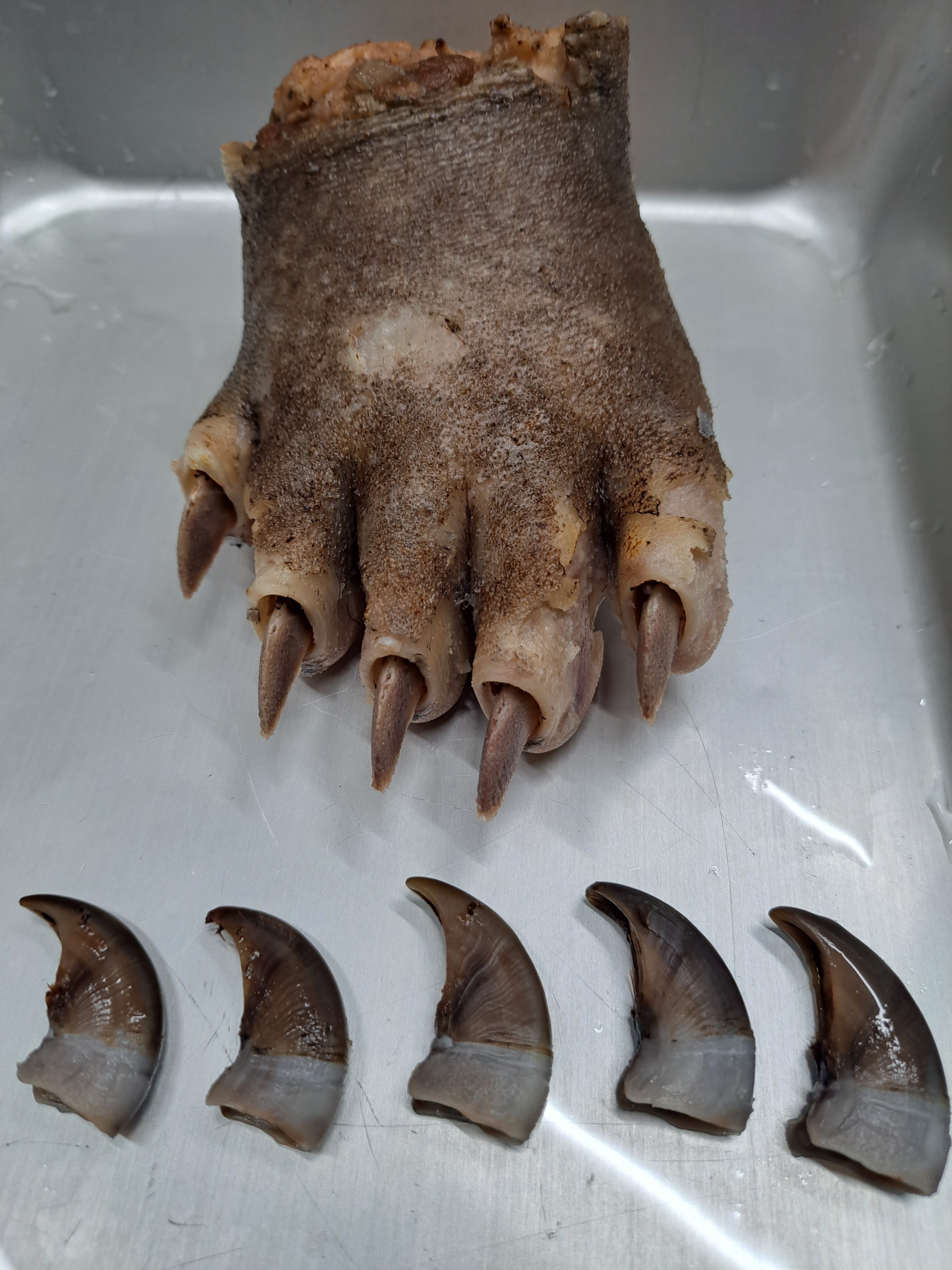 ヒグマの爪? 2点 ヒグマ爪 検) 熊爪 ひぐま 剥製 ベアクロー 羆