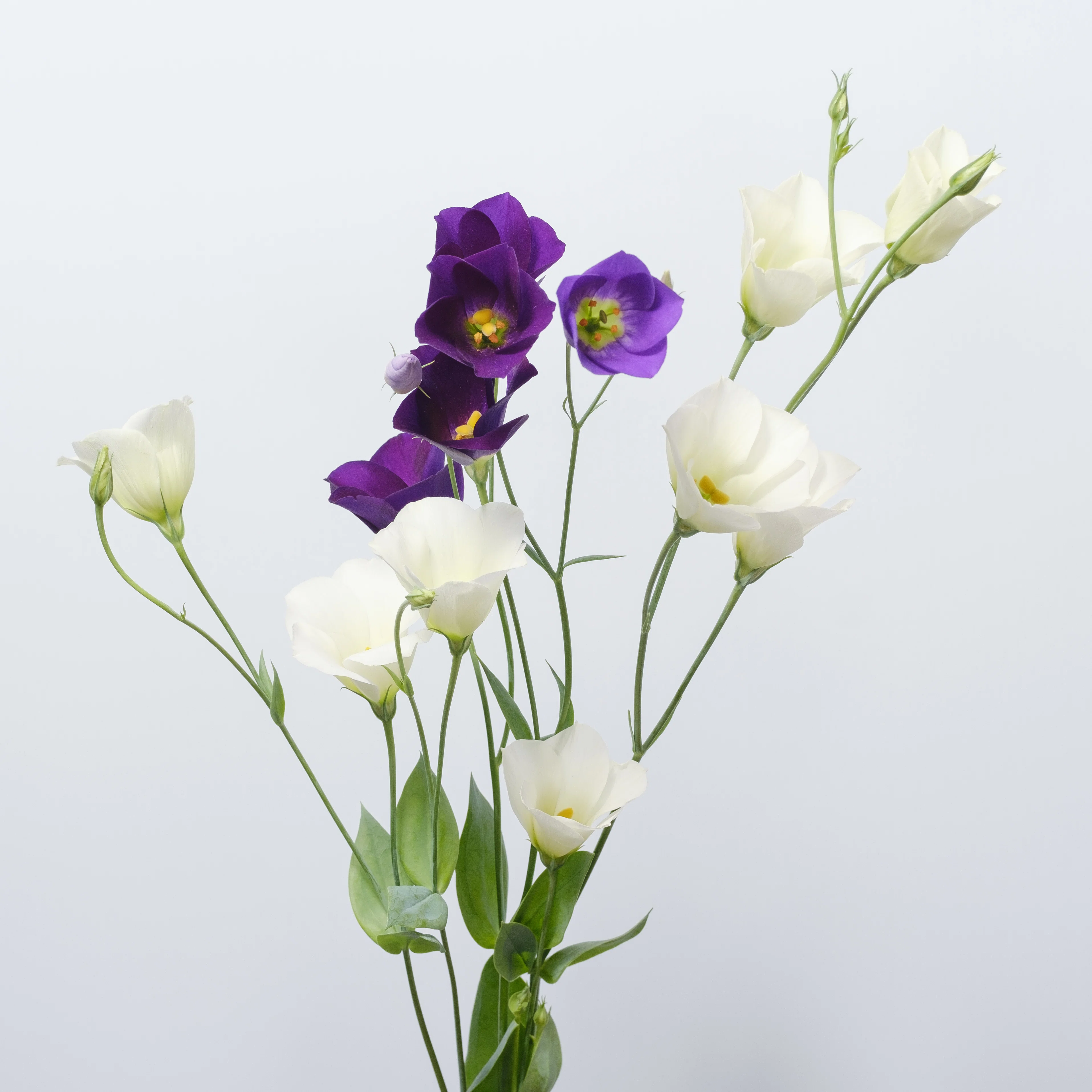 夜の花】涼やかなトルコキキョウ（リシアンサス）｜タキツネ | 花の