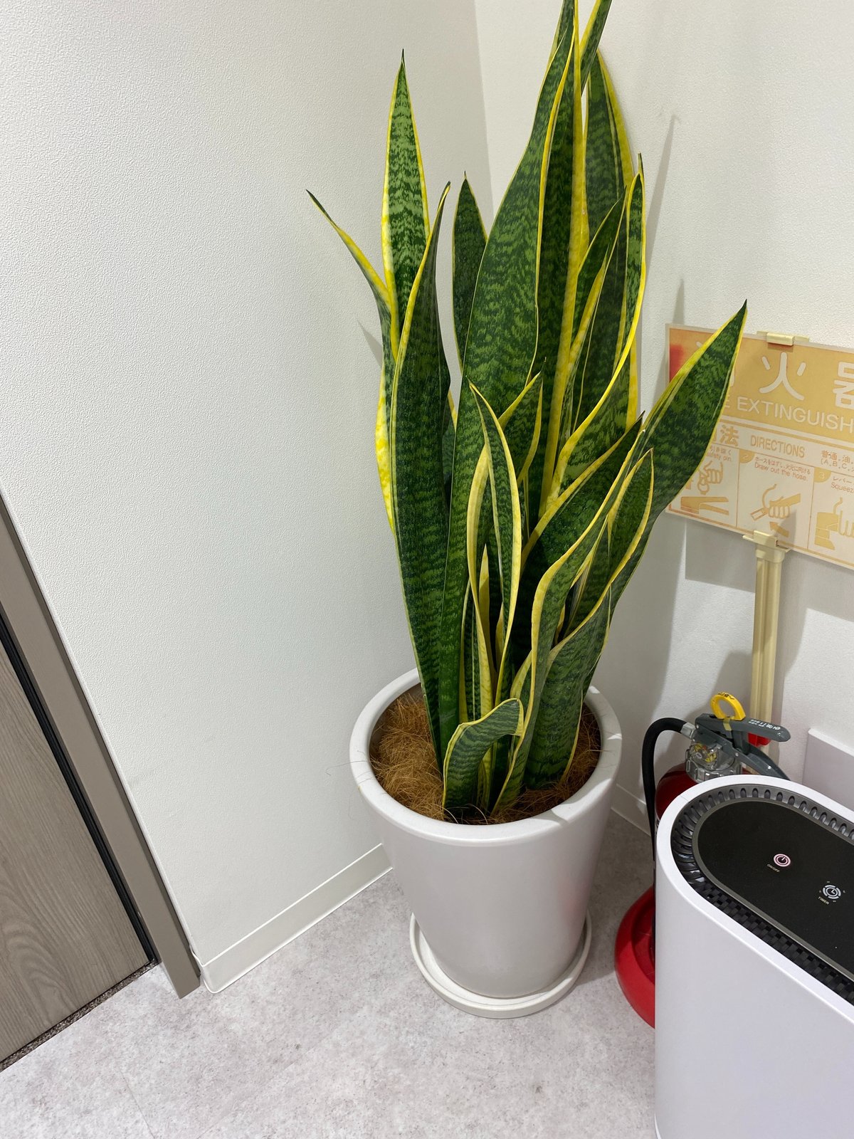 2次元　貧乳　薄毛 クリニックの植物たち｜内田直宏｜アルモ形成クリニック院長 自毛植毛・薄毛・AGA治療 ブログ