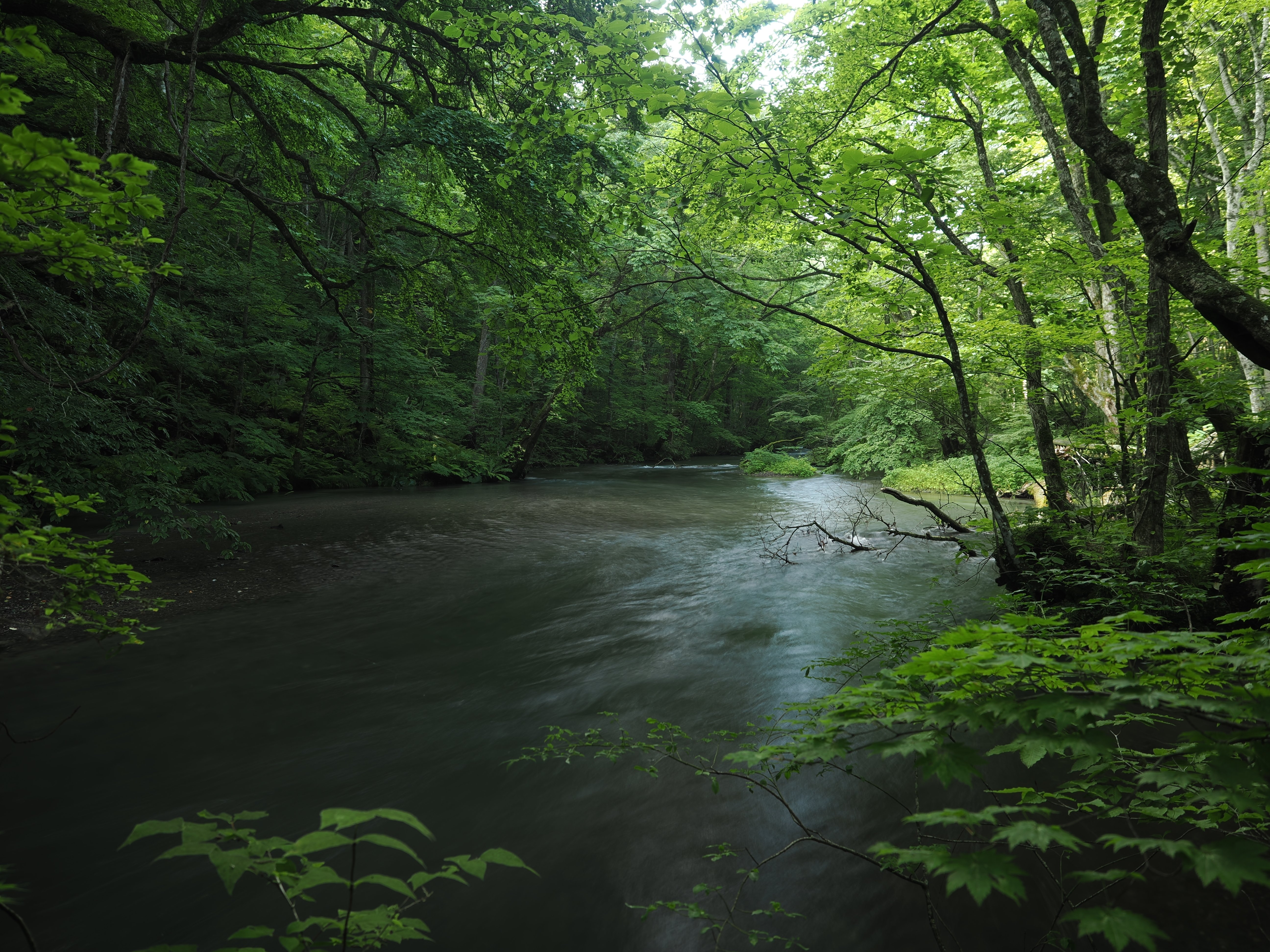 今日の奥入瀬渓流 24/8/4｜奥入瀬日和@星野リゾート
