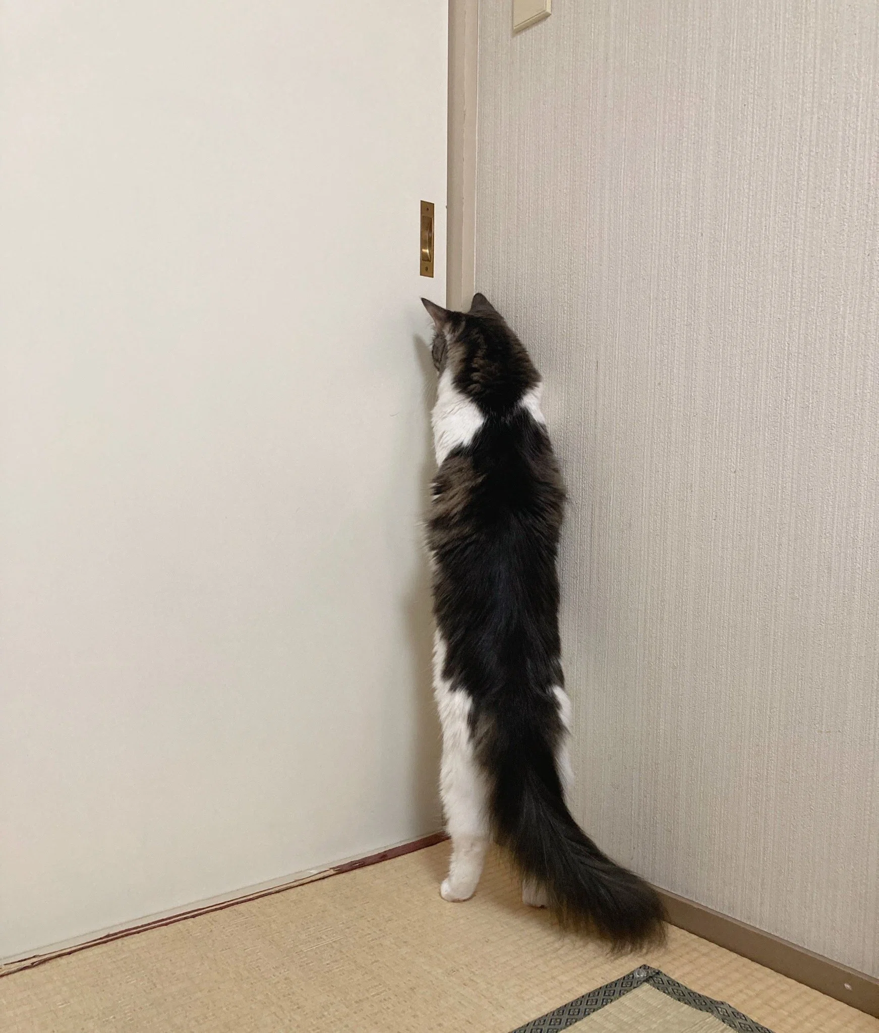 一目でいいからドアの向こうが見たい…！点検にやって来た業者を覗こう