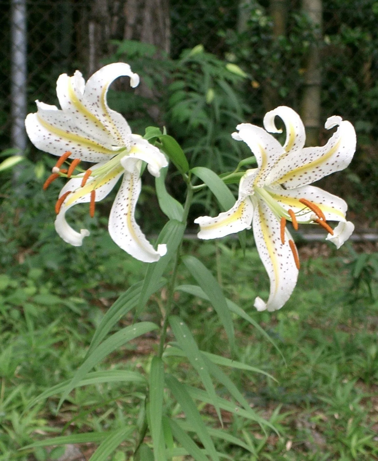 Representative Lily Flowers of Japan｜日本一周、世界一周 もふP