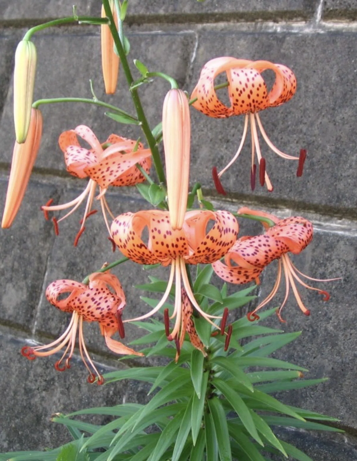Representative Lily Flowers of Japan｜日本一周、世界一周 もふP