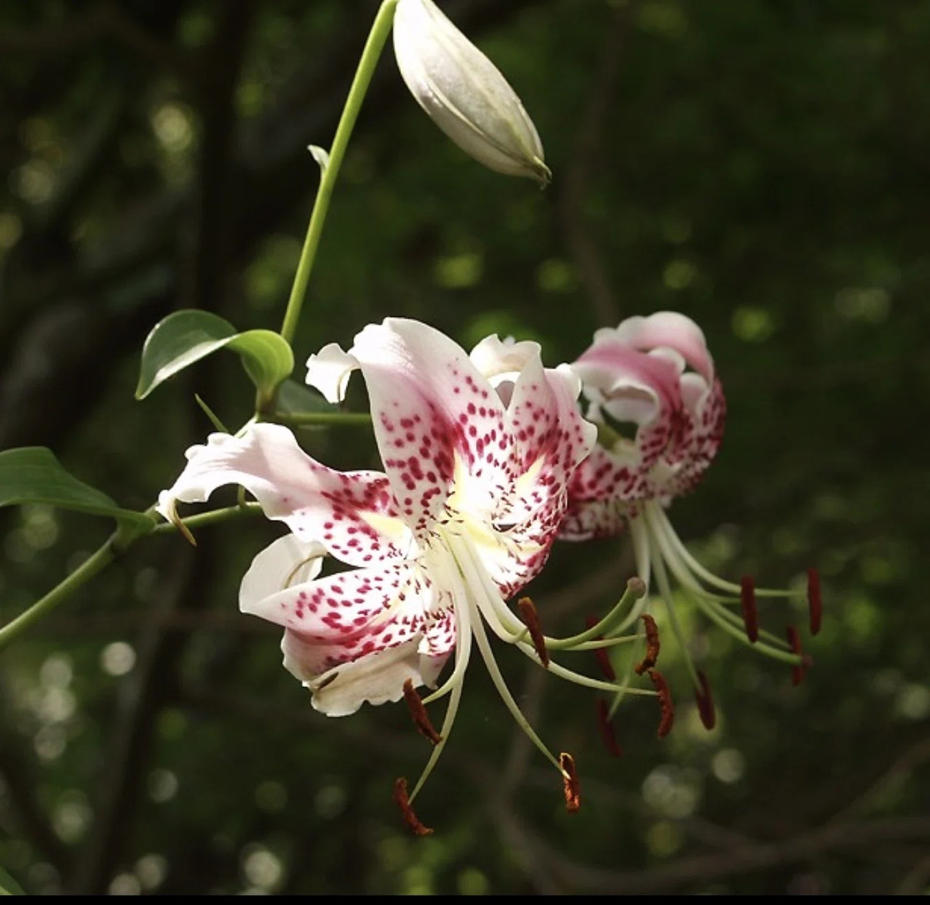 Representative Lily Flowers of Japan｜日本一周、世界一周 もふP