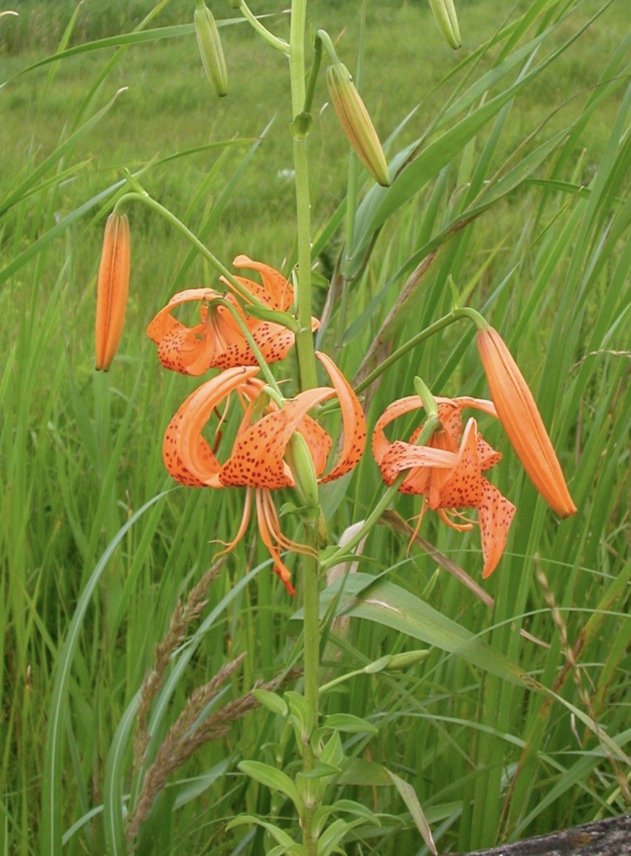 オレンジ色のユリの花　苗　1.5メートル オレンジ色のユリの花 苗 1.5メートル オレンジ色のユリの花 苗