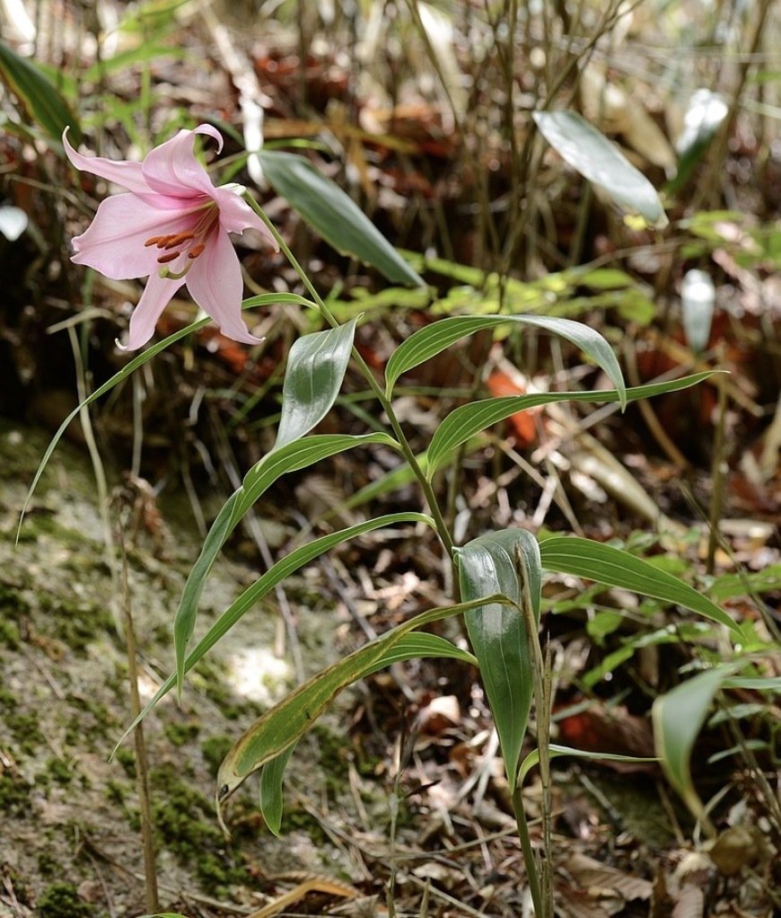 日本の代表的なユリの花|日本一周、世界一周 日本の代表的なユリの花|日本一周、世界一周