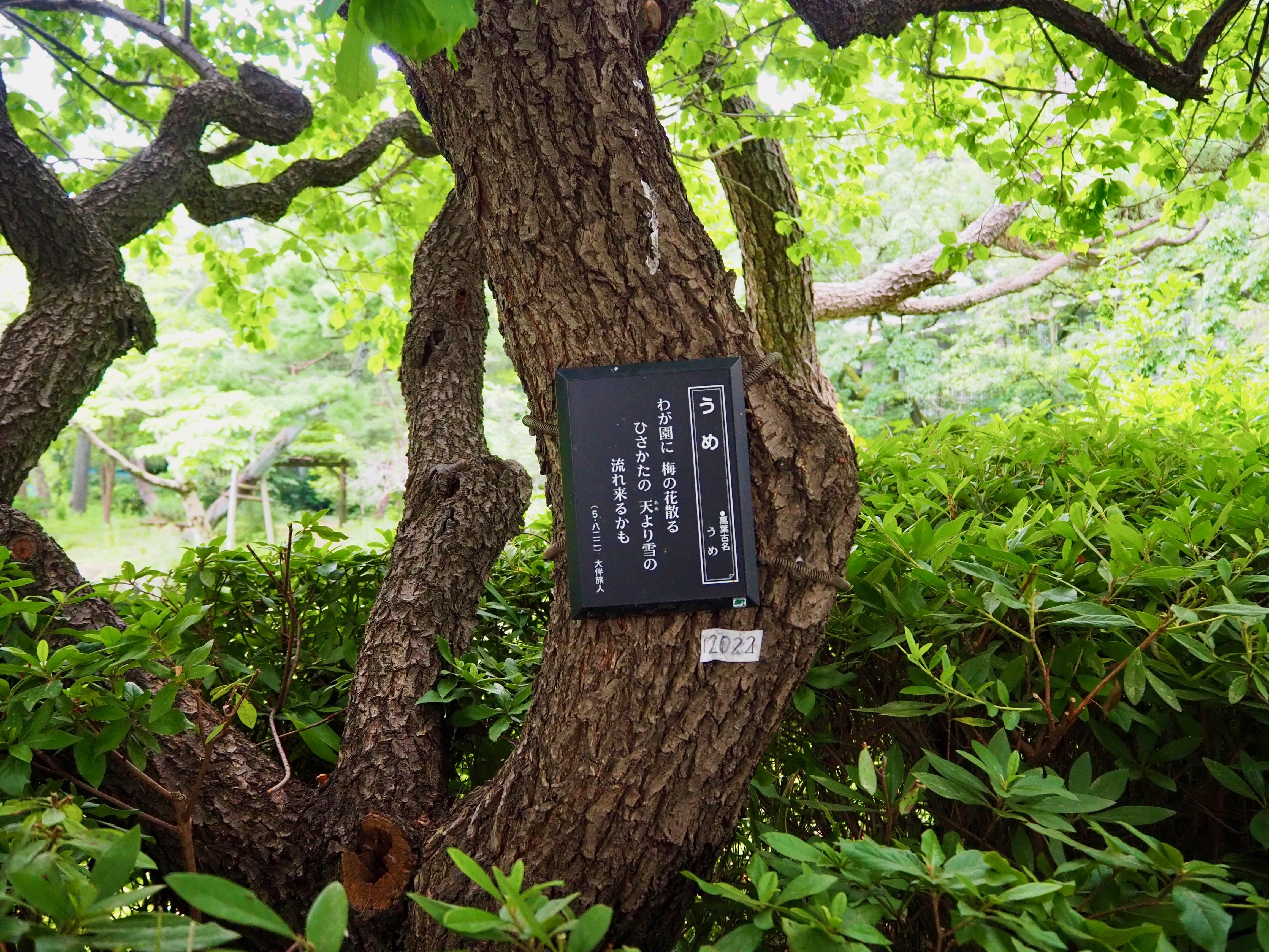 萬葉歌プレートを巡って、五感で文学を深めてみよう｜成城学園