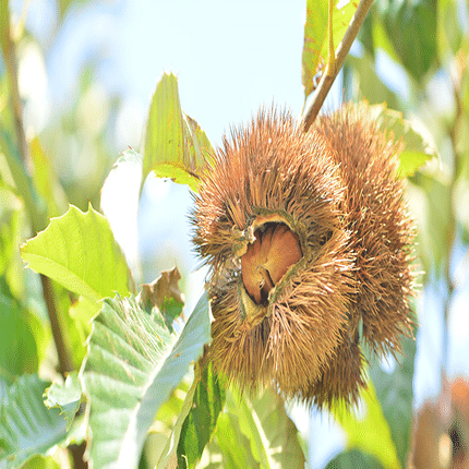 栗の王様』利平栗は幻の栗｜山県ベース｜岐阜にあるもうひとつのヤマガタ