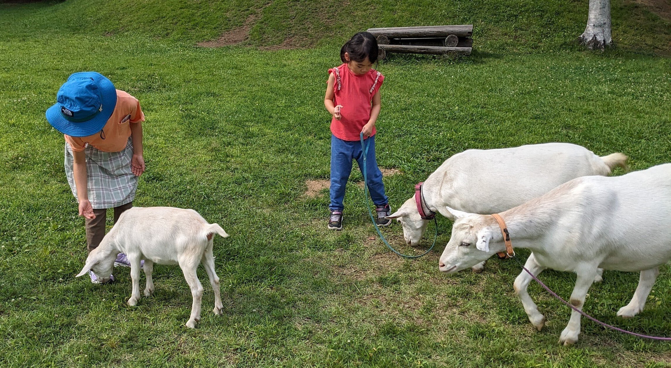 山羊を曳いて＆曳かれて｜谷 俊彦