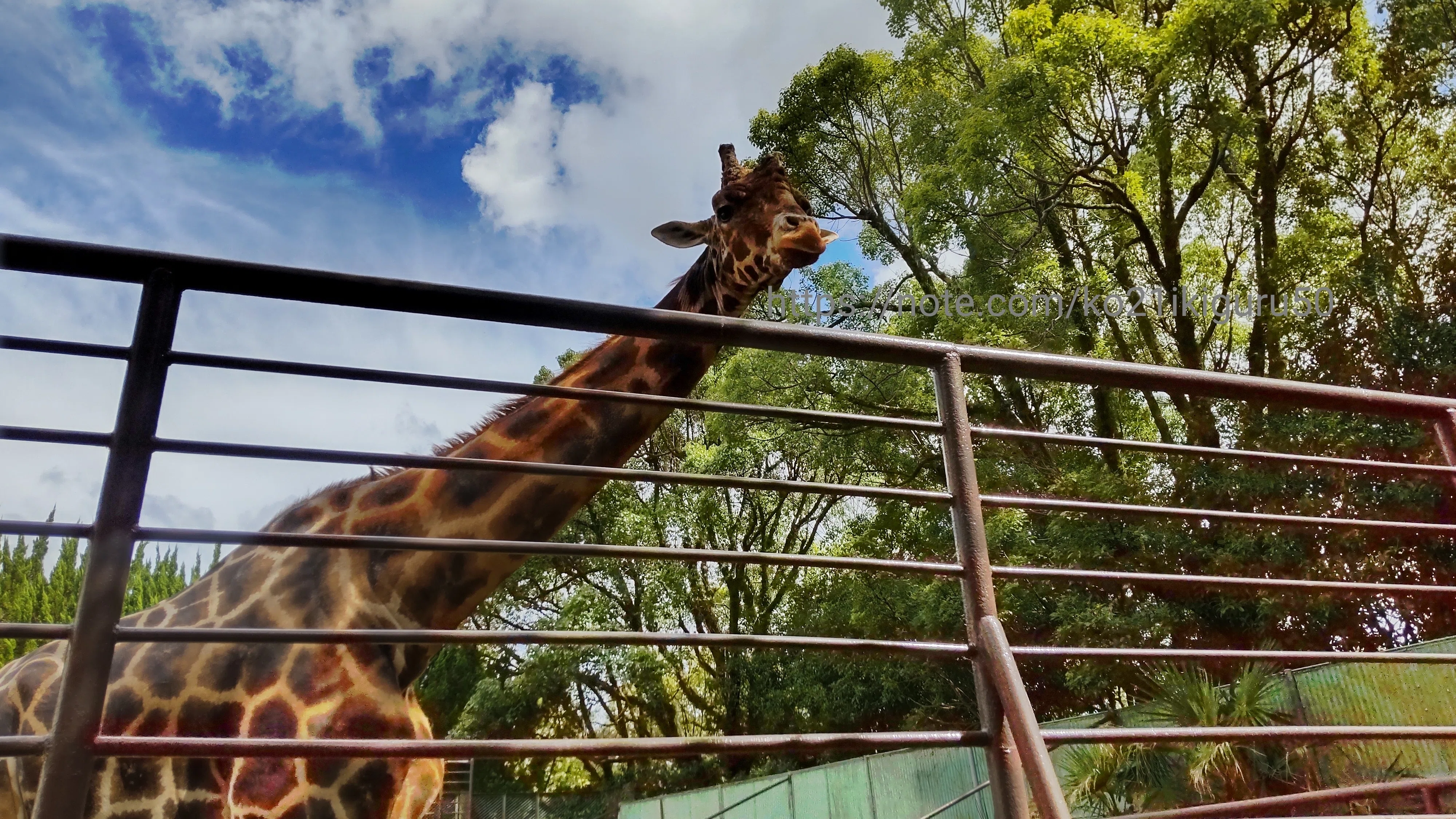 ☆ 送料無料 ☆ キリン Giraffe 首の骨(NECK VERTEBRA)☆ 第5 ☆ 送料無料 ☆ キリン Giraffe 首の骨(NECK VERTEBRA)☆ 第5