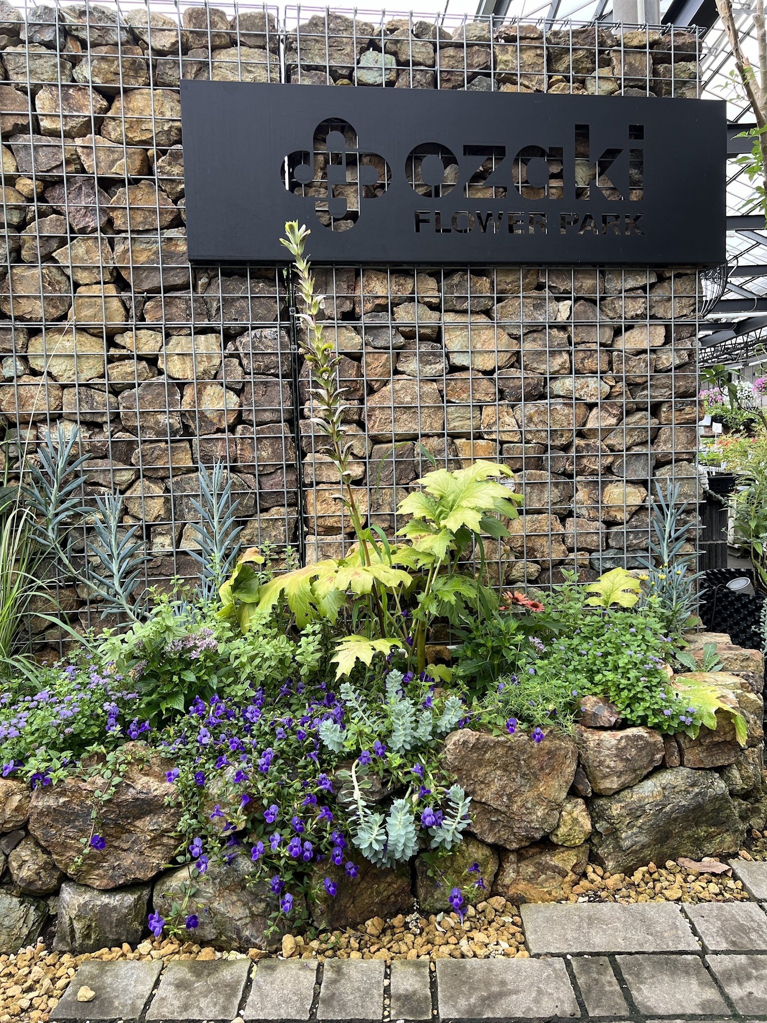 40年山吹の株　フラワーパークや庭のアクセントに 40年山吹の株 フラワーパークや庭のアクセントに