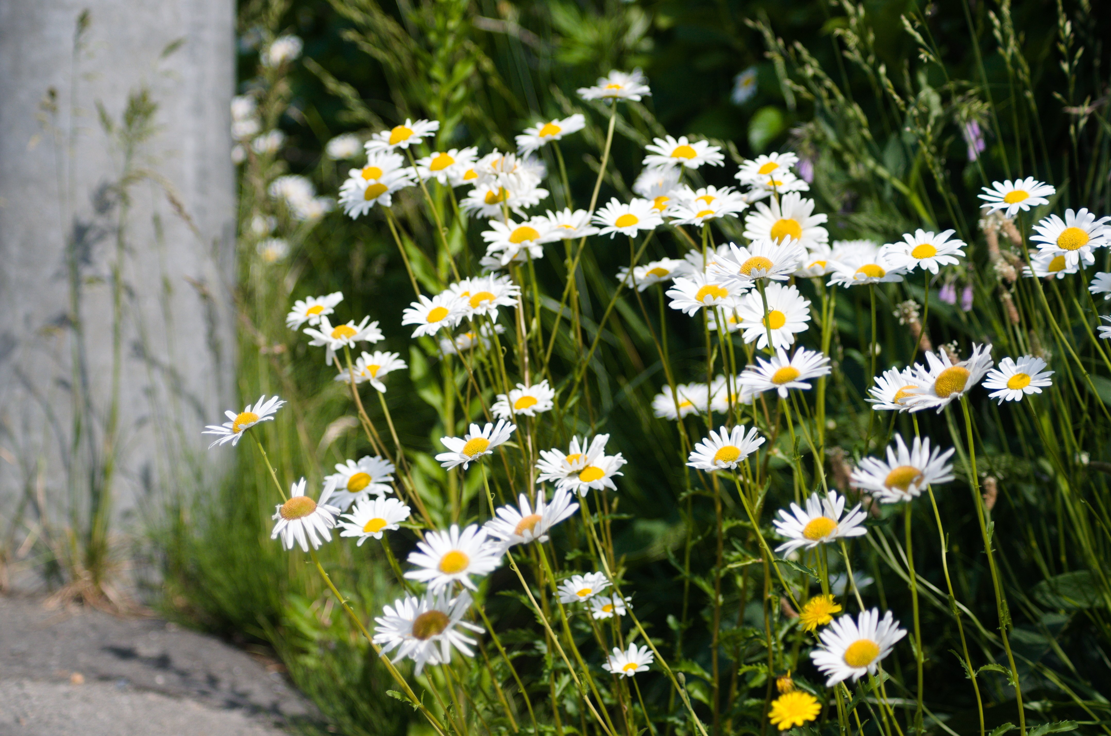 AI AF Zoom-Nikkor ED 70-300mm F4-5.6D｜硝子窓