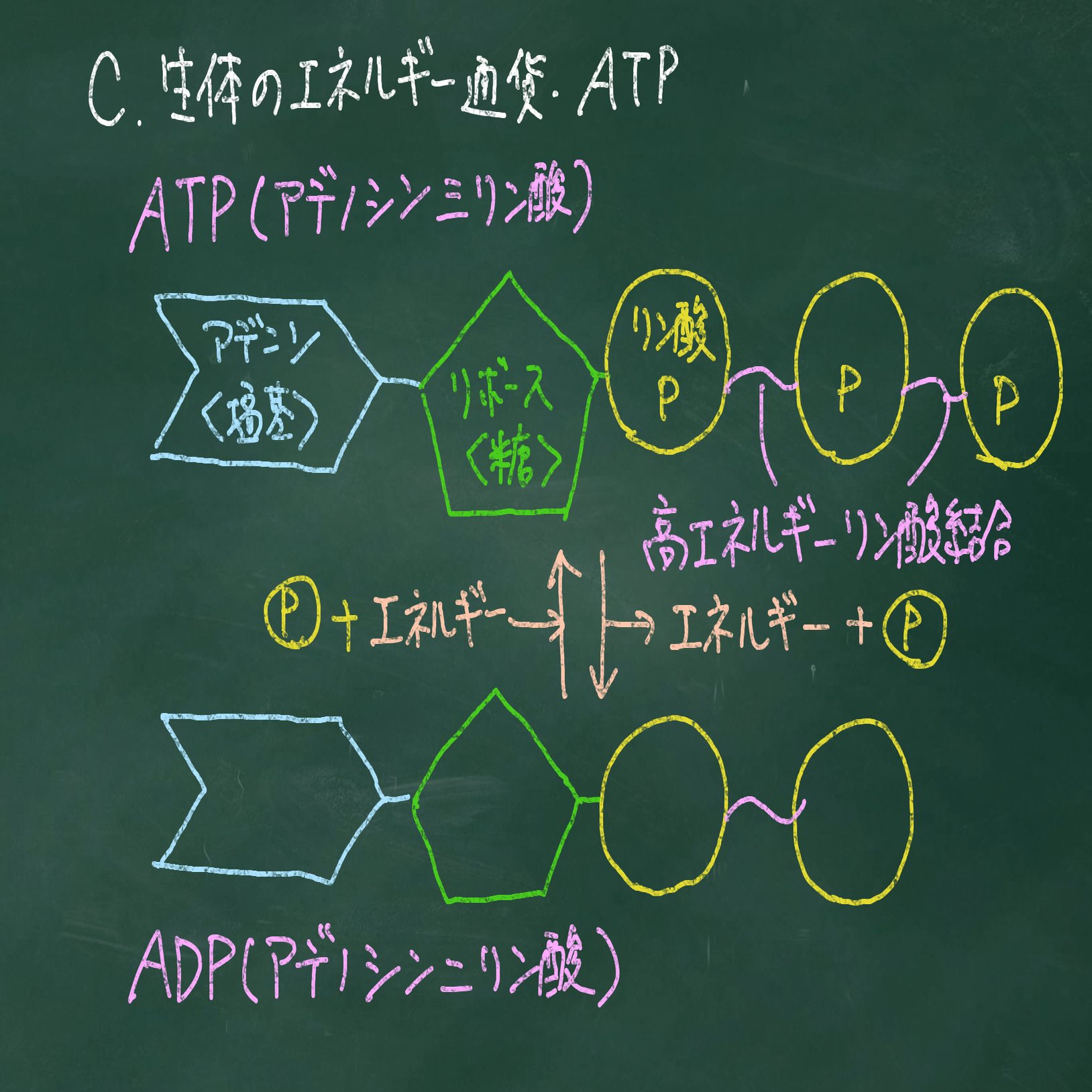生物基礎】代謝とエネルギー【授業実践備忘録】｜YUM（ユム）
