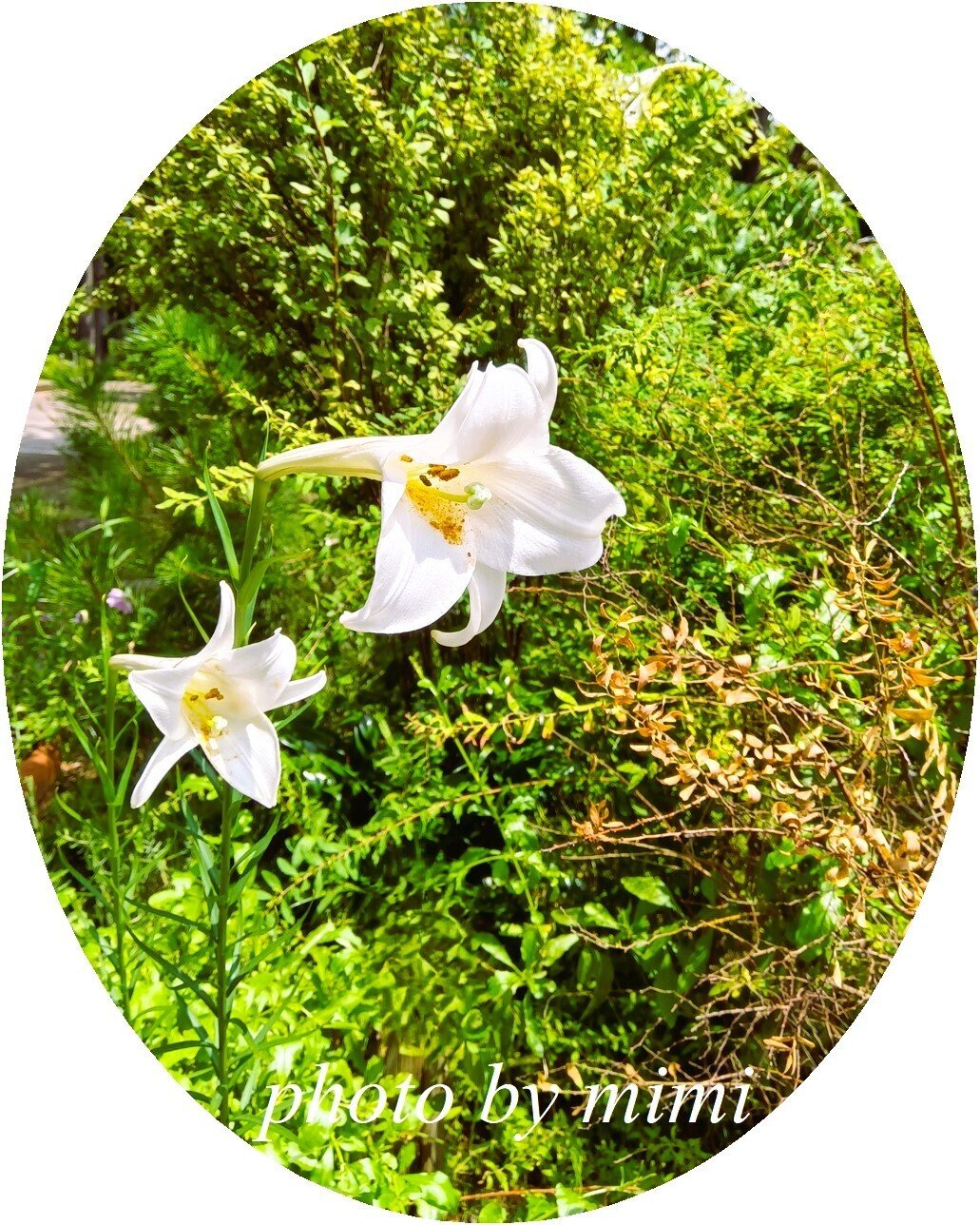 タカサゴユリ（高砂百合）｜mimi fleur