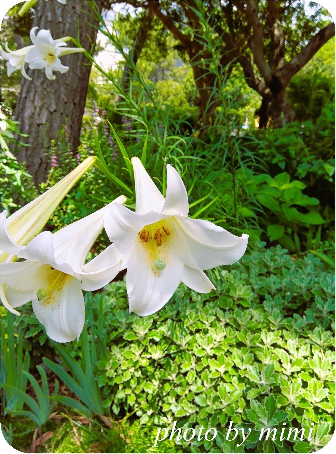 タカサゴユリ（高砂百合）｜mimi fleur