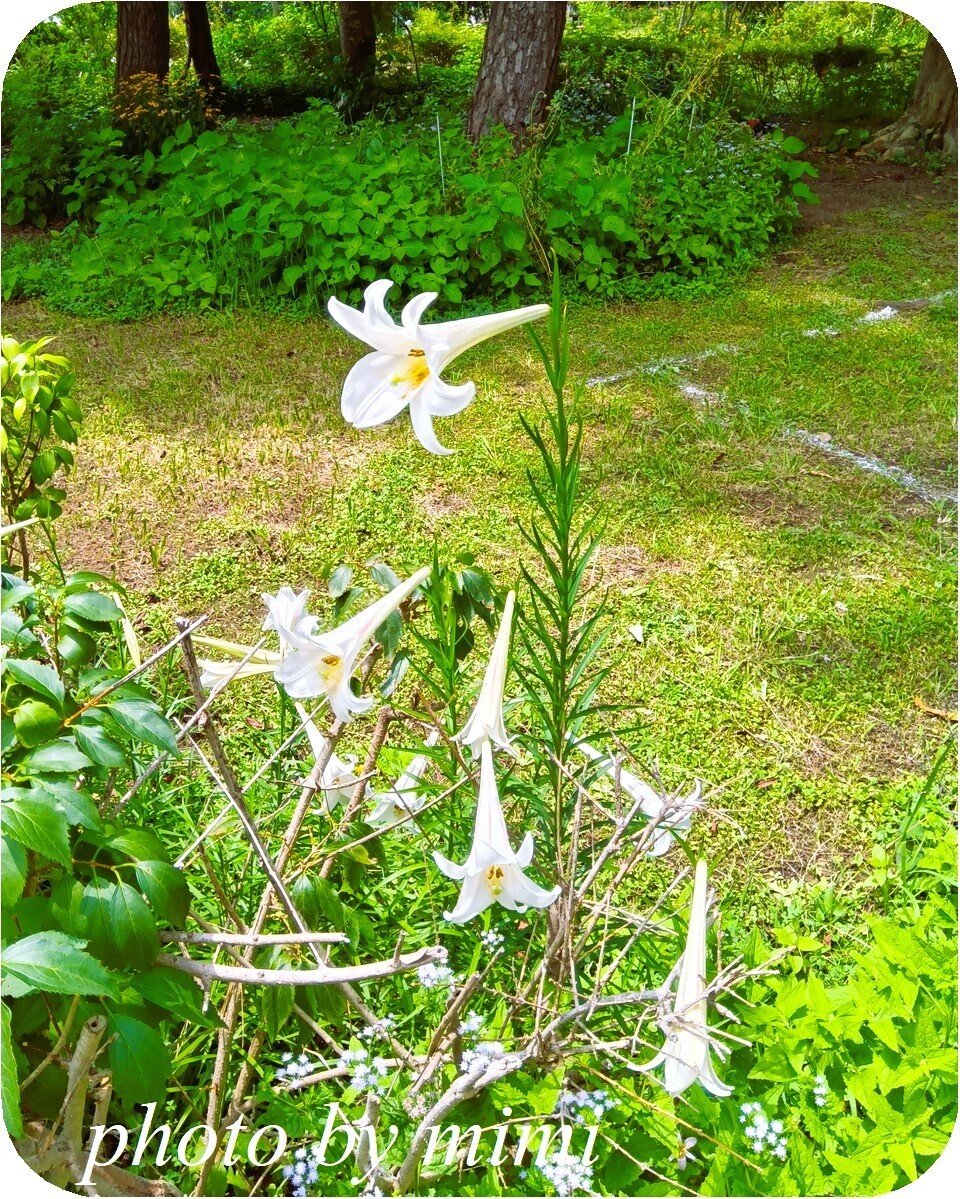 タカサゴユリ（高砂百合）｜mimi fleur