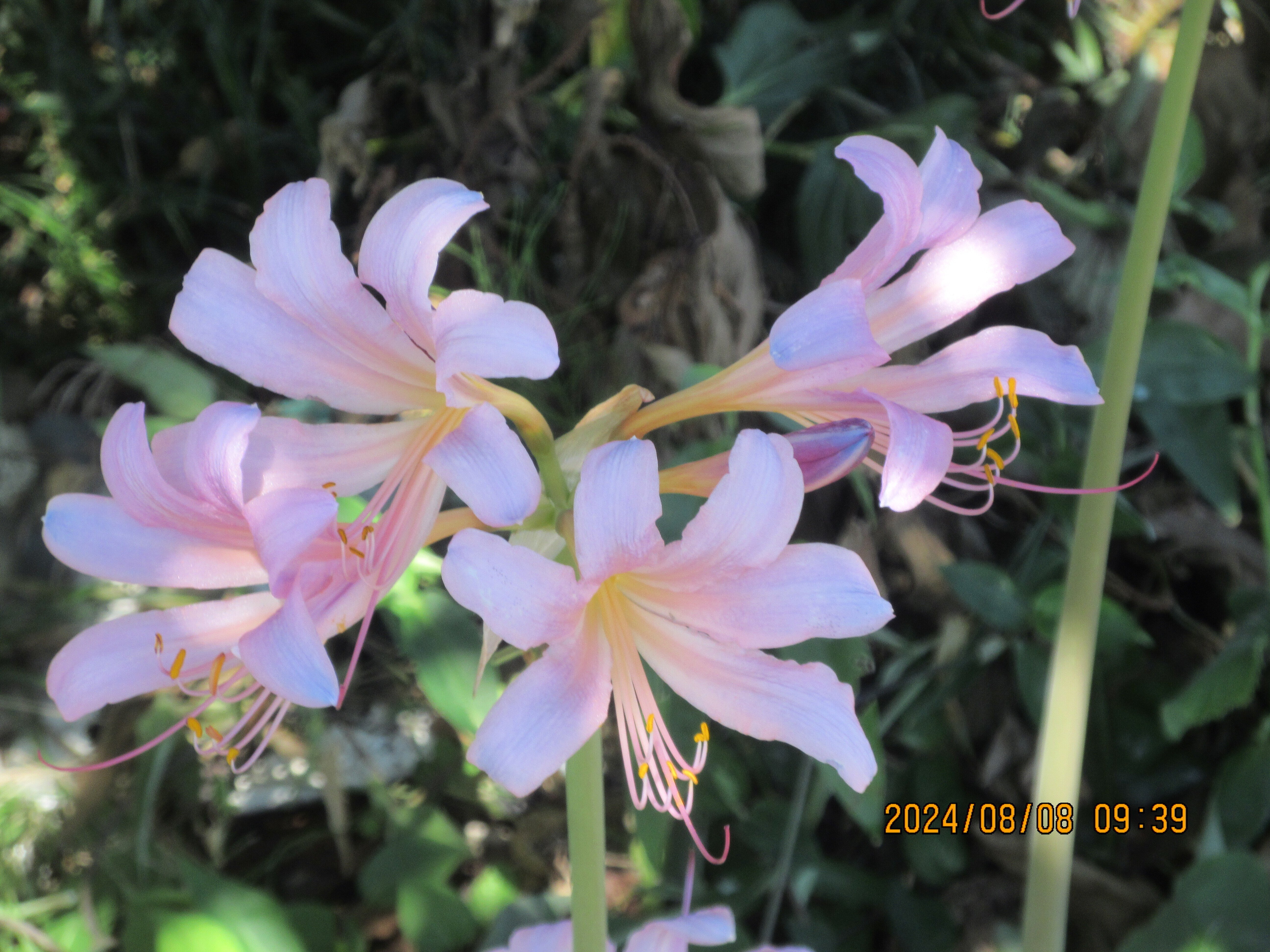 ナツズイセン（夏水仙）の開花です｜東近江トレイル探訪、繖山・箕作山