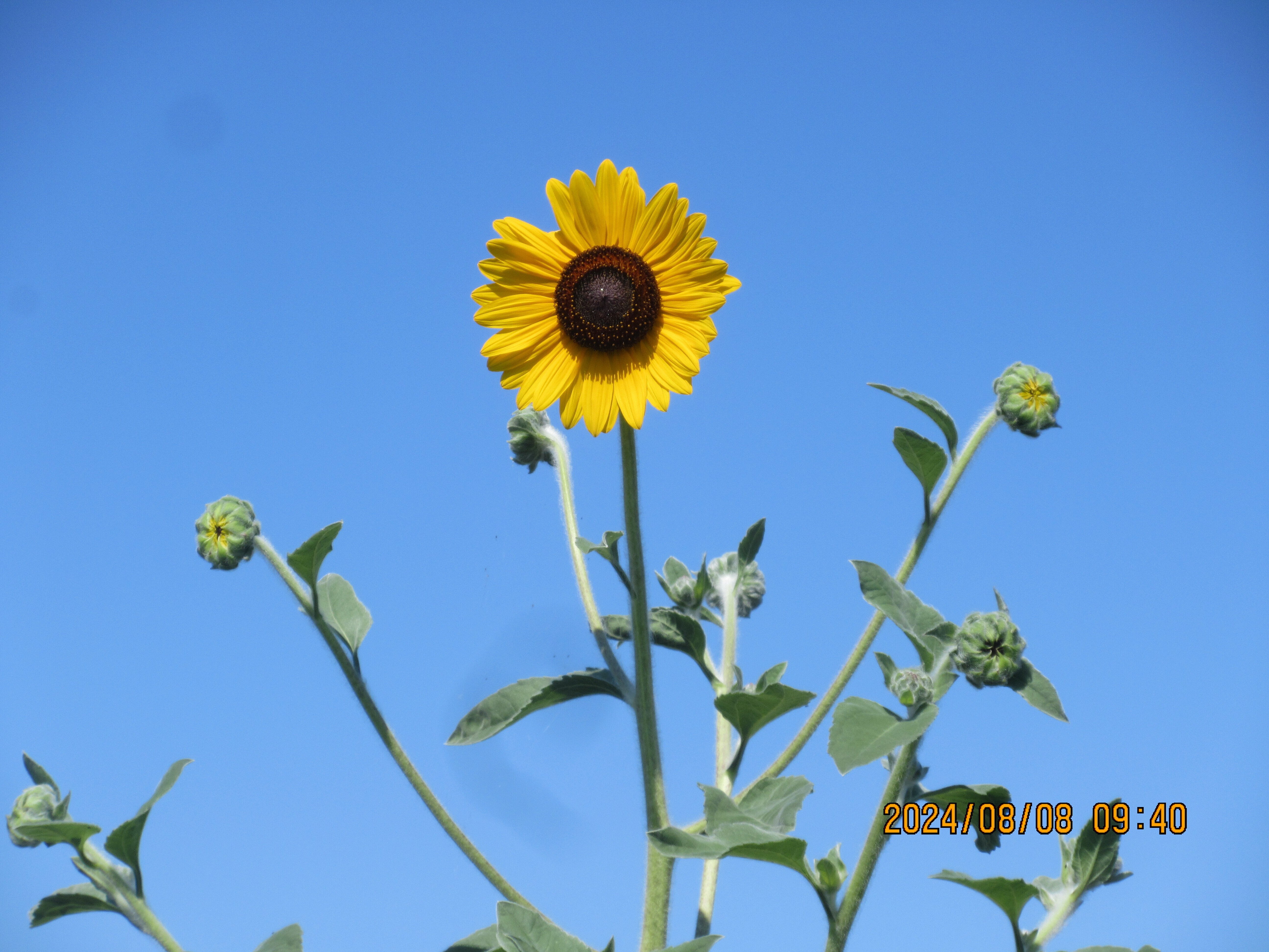 ナツズイセン（夏水仙）の開花です｜東近江トレイル探訪、繖山・箕作山