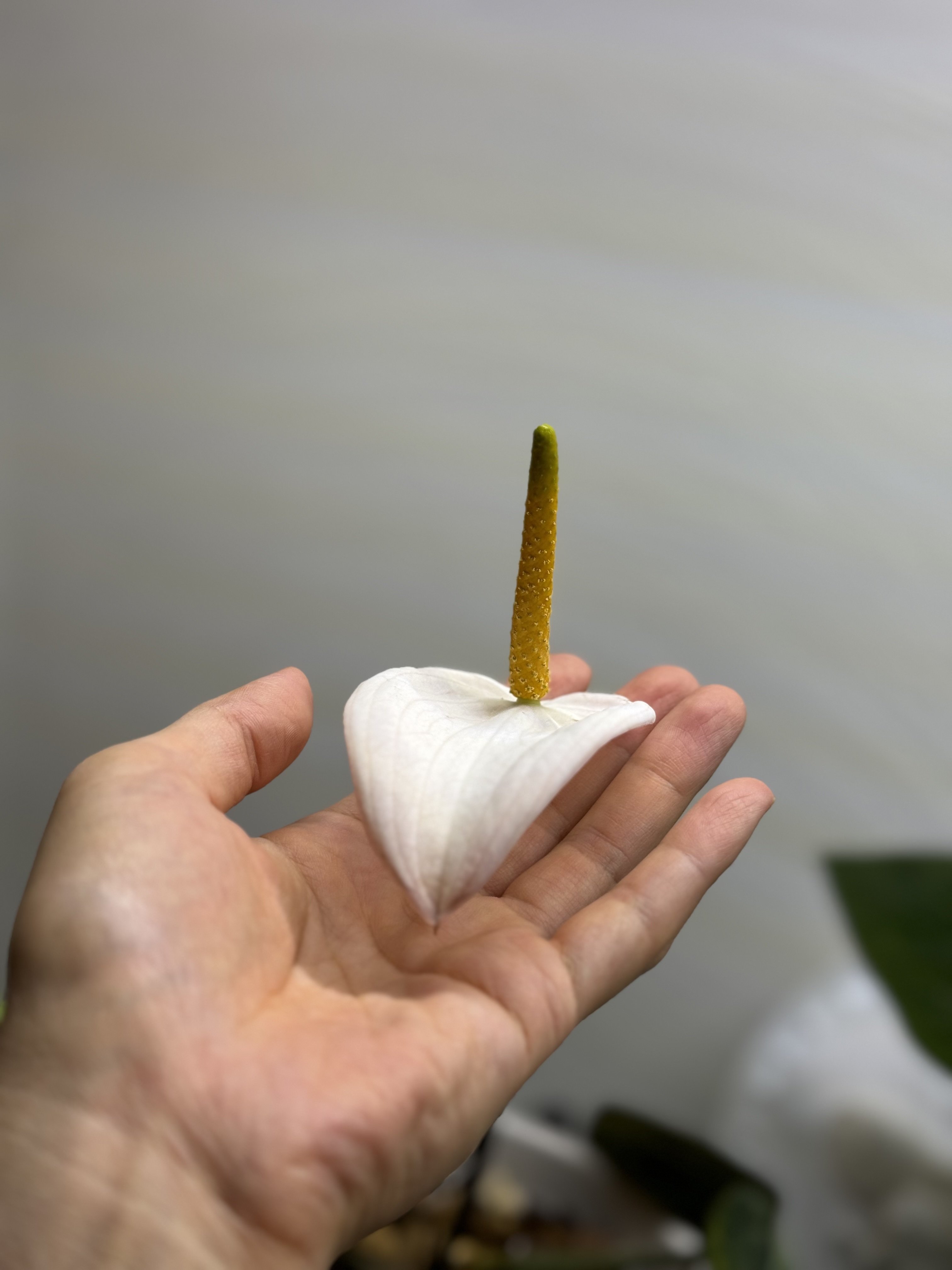Anthurium carlablackiaeという魅力的な品種について|Keita Anthurium carlablackiaeという魅力的な品種について|Keita