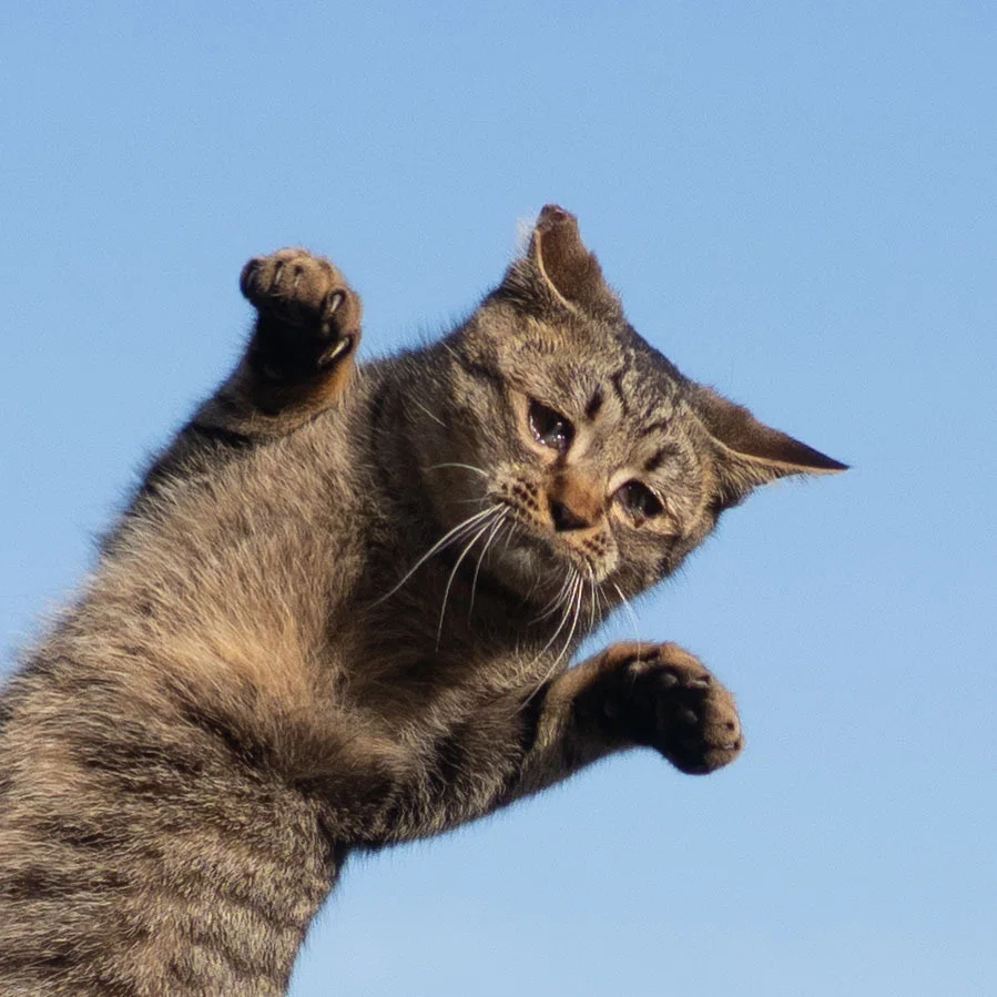 希少】知日特集猫 希少】知日特集猫