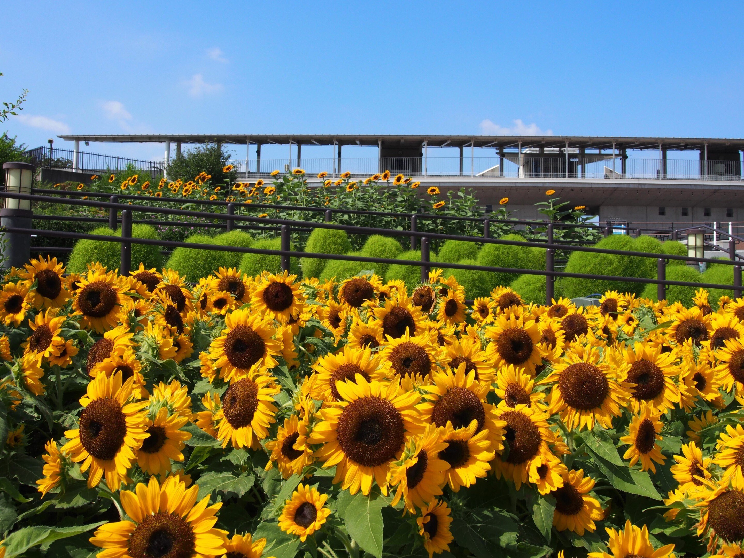 伊丹スカイパーク2024年8月7日【ひまわり】｜レタス