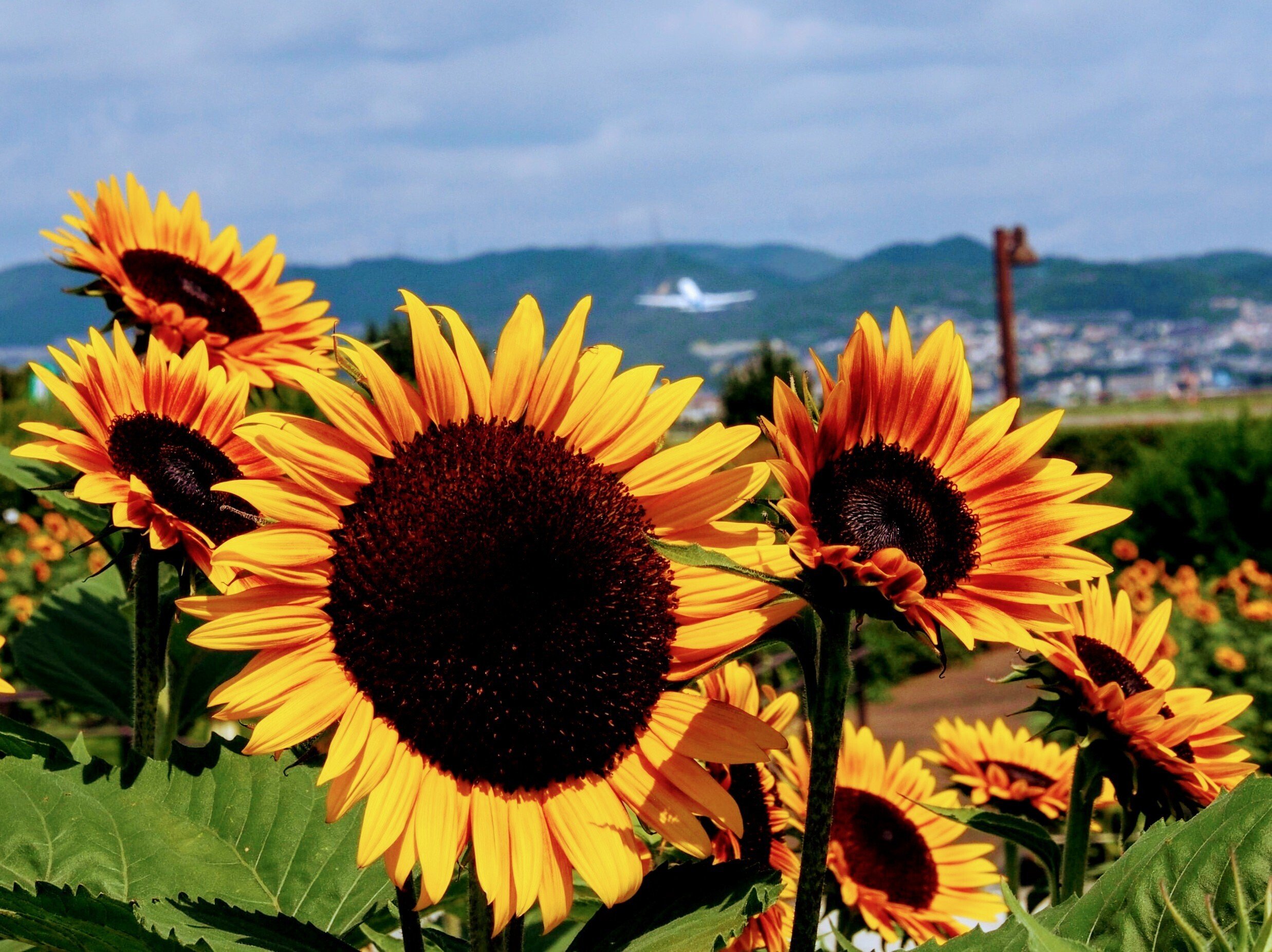 ひまわりハコスカ4まい 伊丹スカイパーク2024年8月7日【ひまわり】｜レタス