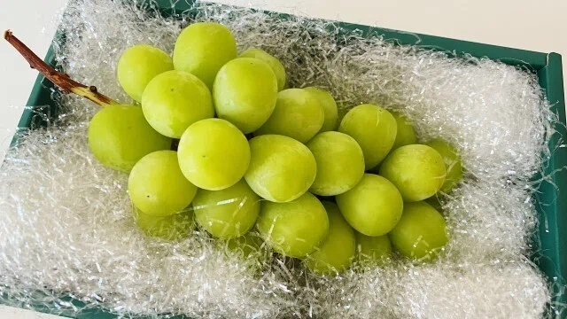 ぶどうは縁起物？贈り物にもおすすめな葡萄の栽培～出荷までのあれこれ 