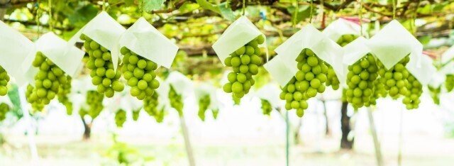 ぶどうは縁起物？贈り物にもおすすめな葡萄の栽培～出荷までの