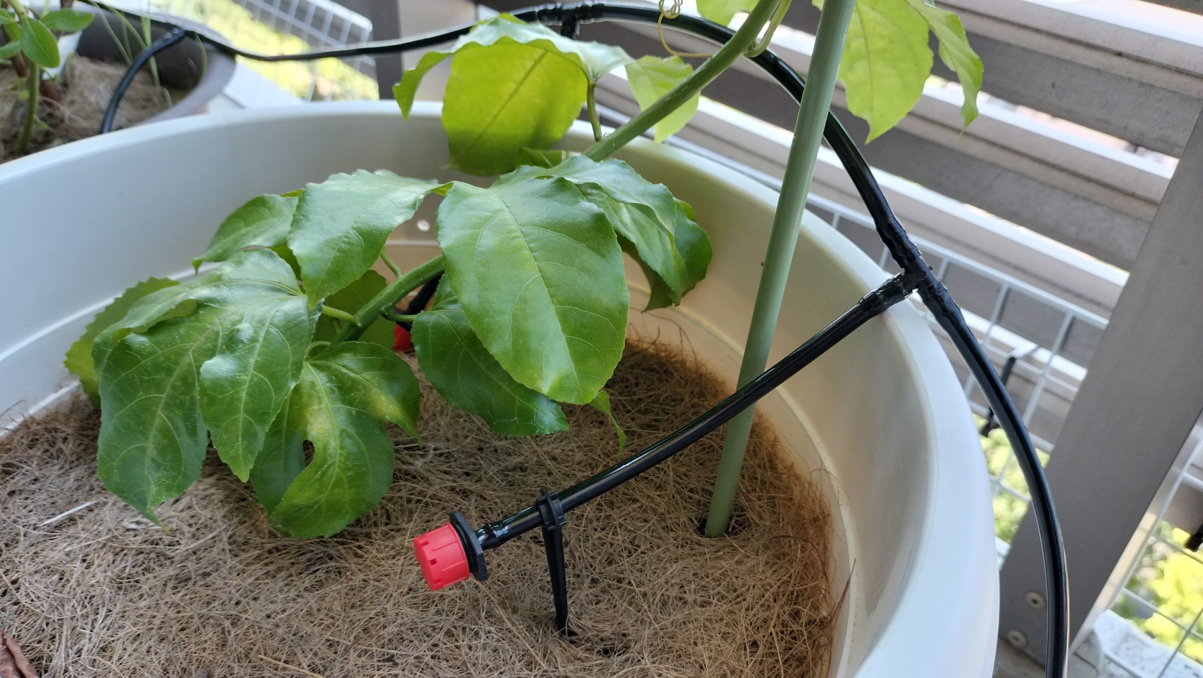 スプリンクラー付きソーラー自動水やり器 - 電源・水道不要、1週間