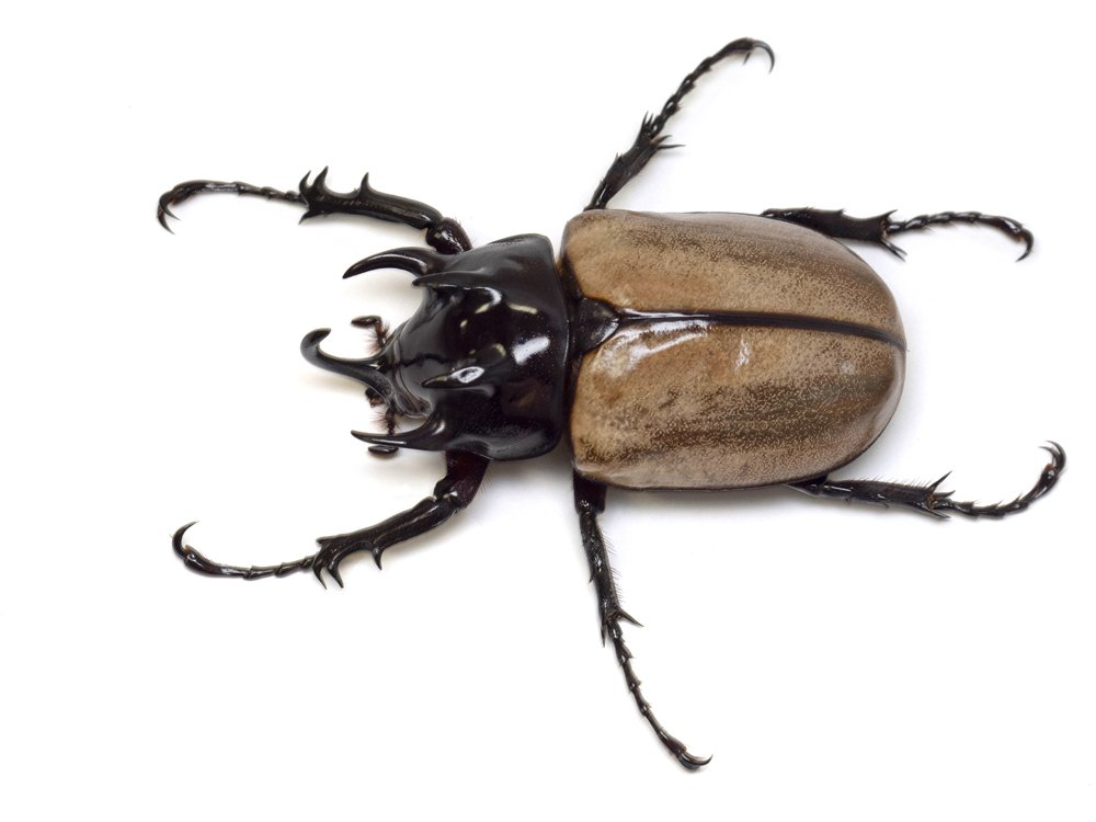 70種以上のカブト・クワガタが展示された『世界のカブト・クワガタ展