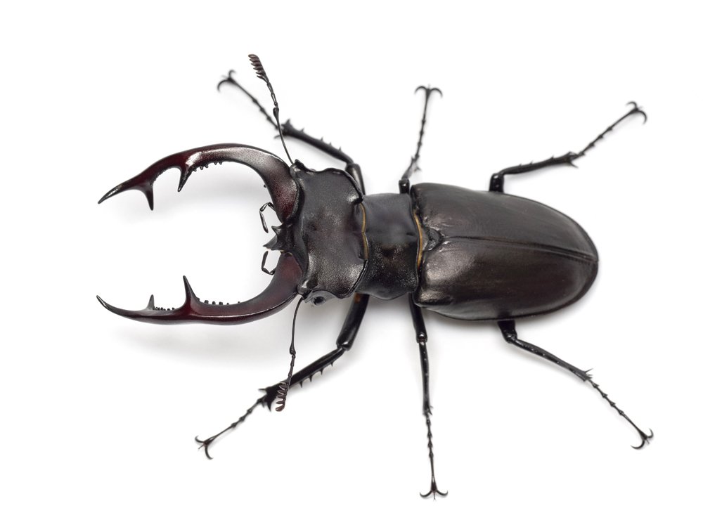 70種以上のカブト・クワガタが展示された『世界のカブト・クワガタ展