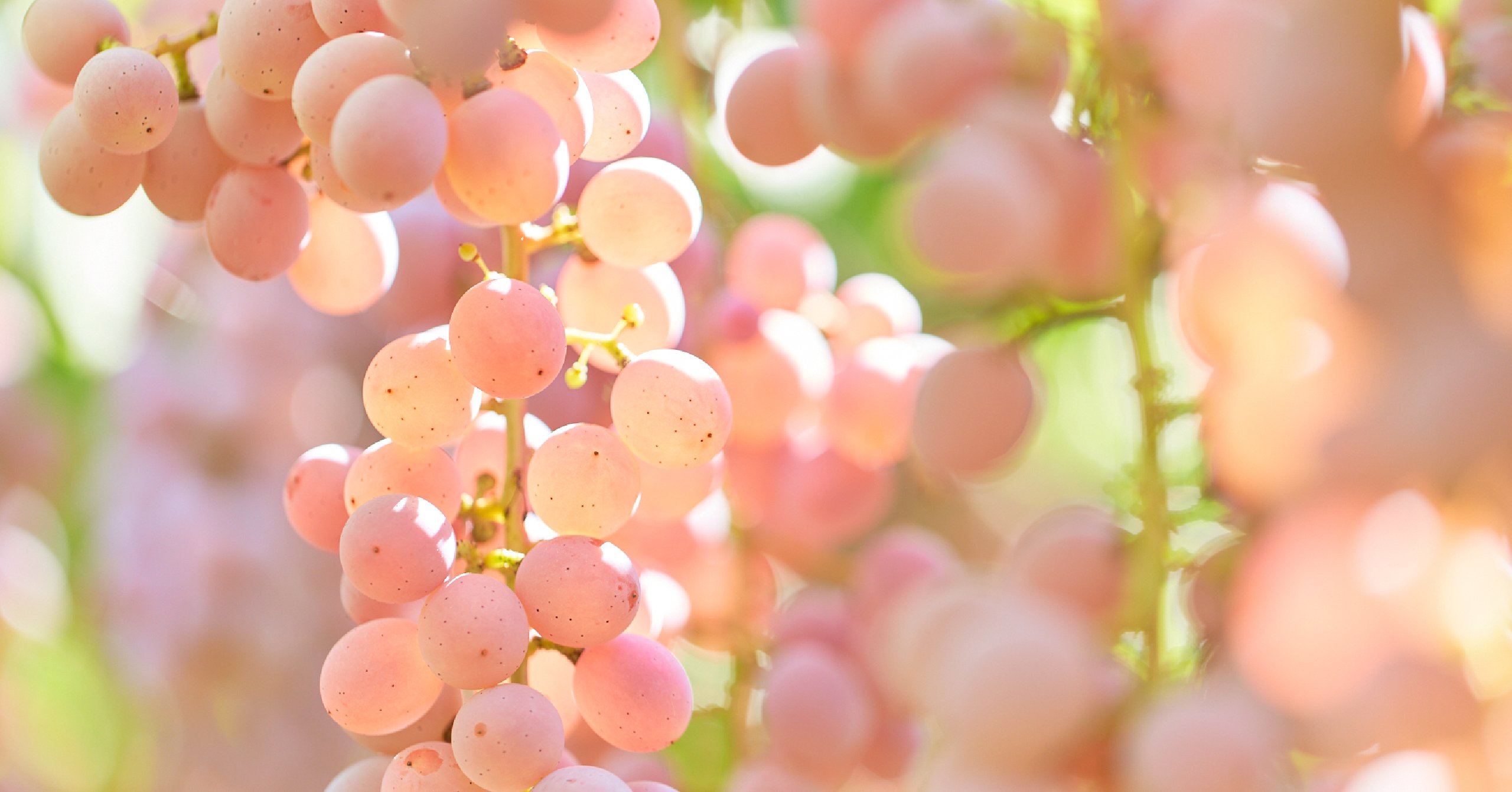 ぶどうのワンピース】 ぶどうの皮を活用したアップサイクルブランド