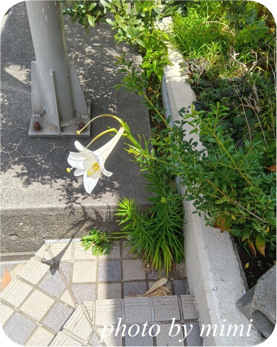 タカサゴユリ（高砂百合）｜mimi fleur