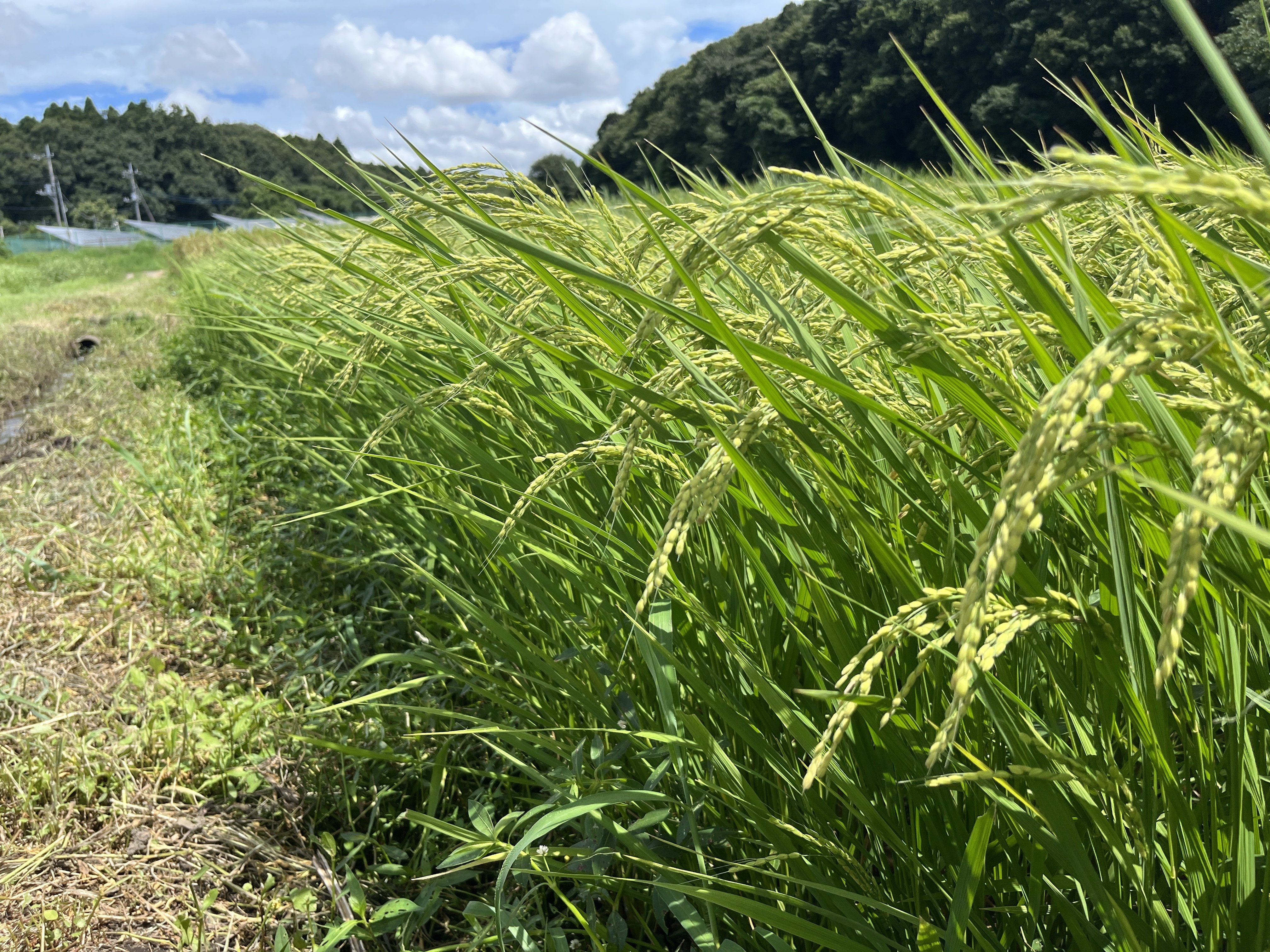 田んぼの1年〜おこめづくりで生まれるコミュニティ｜omusubi不動産
