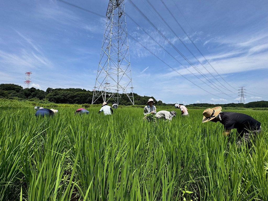 田んぼの1年〜おこめづくりで生まれるコミュニティ｜omusubi不動産