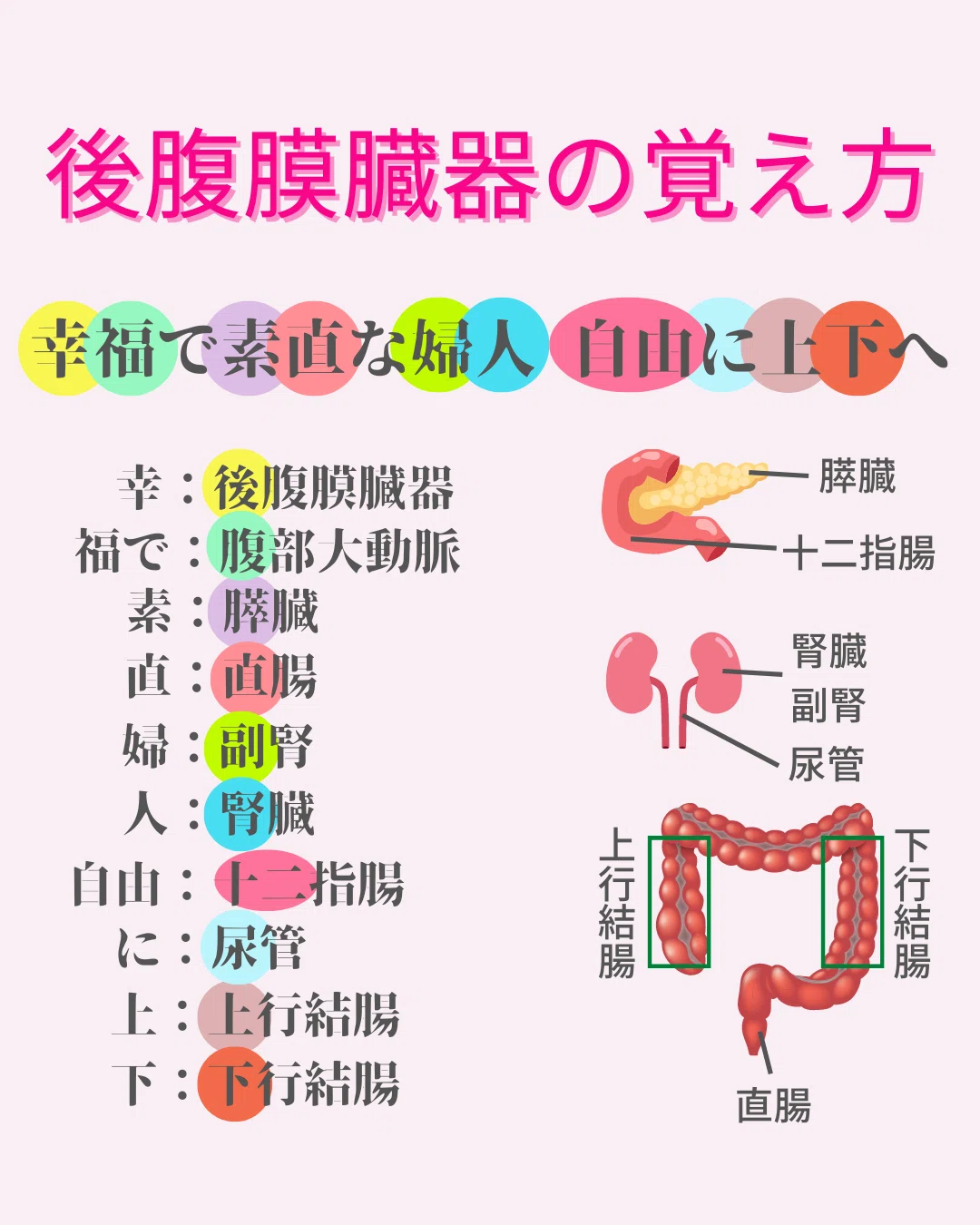 後 腹膜 器官