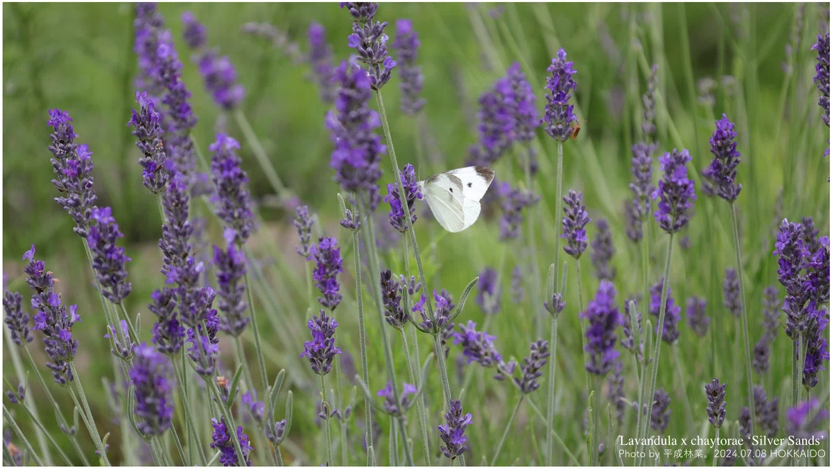 [Distillation Diary vol.112] Distillation of Lavandula x chaytorae ...