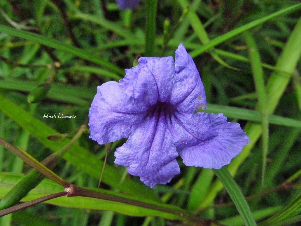 ヤナギバルイラソウ（柳葉ルイラ草）Ruellia simplex｜ume_hiro
