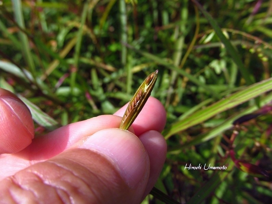 ルエリア　ruellia デモテープ ルエリアruellia デモテープ