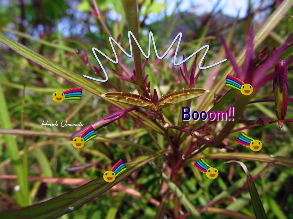 ルエリア　ruellia デモテープ ルエリア ruellia デモテープ