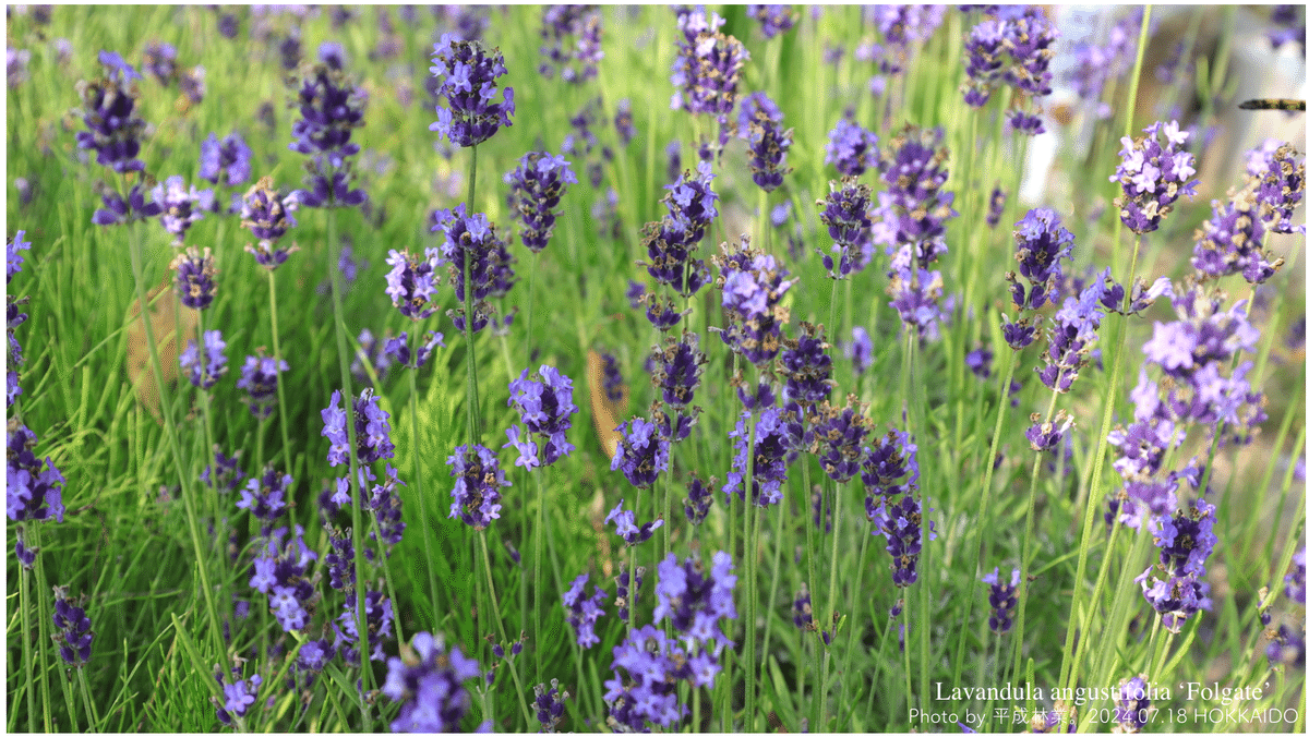 蒸留日記 vol.114】イングリッシュラベンダー 'ホルゲイト'の