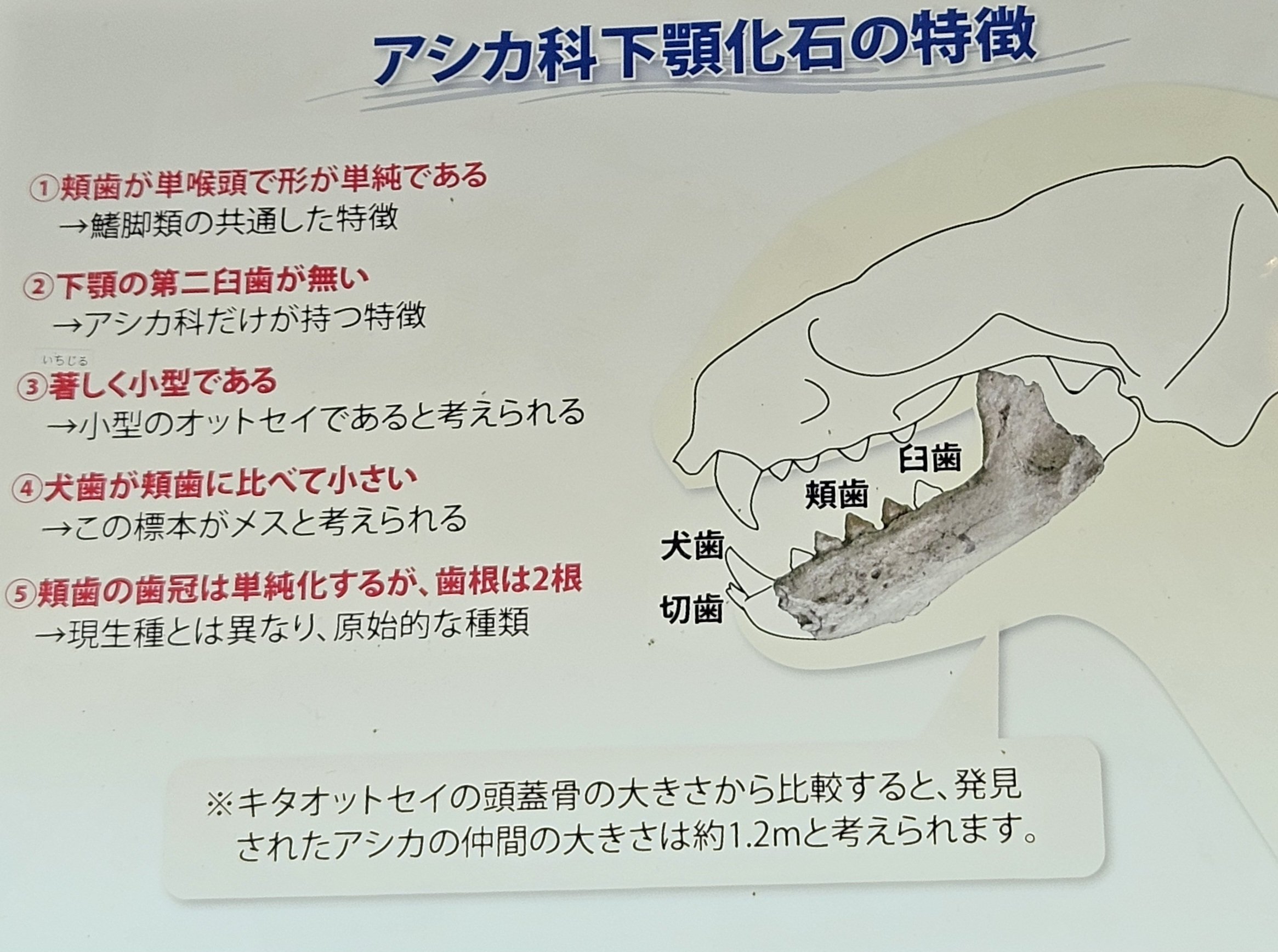 超希少！国産！鰭脚類の歯化石！ 超希少！国産！鰭脚類の歯化石！