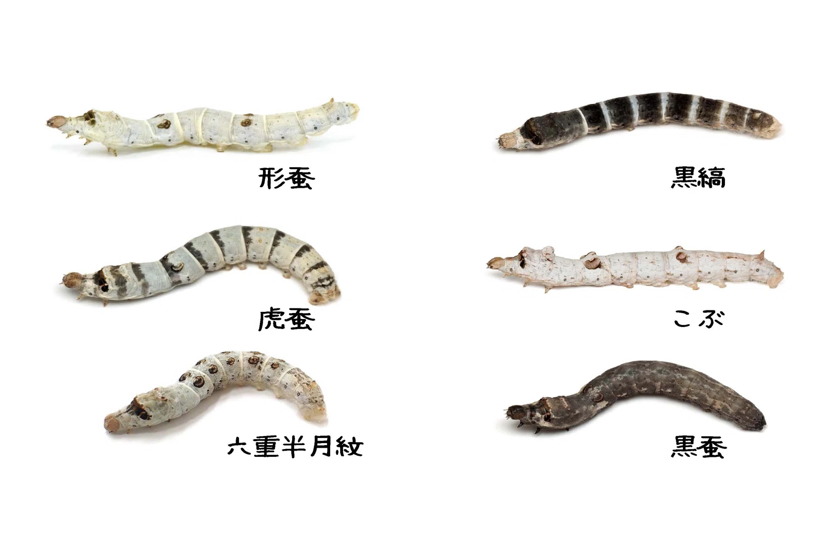 カイコの飼育方法｜竜洋昆虫自然観察公園