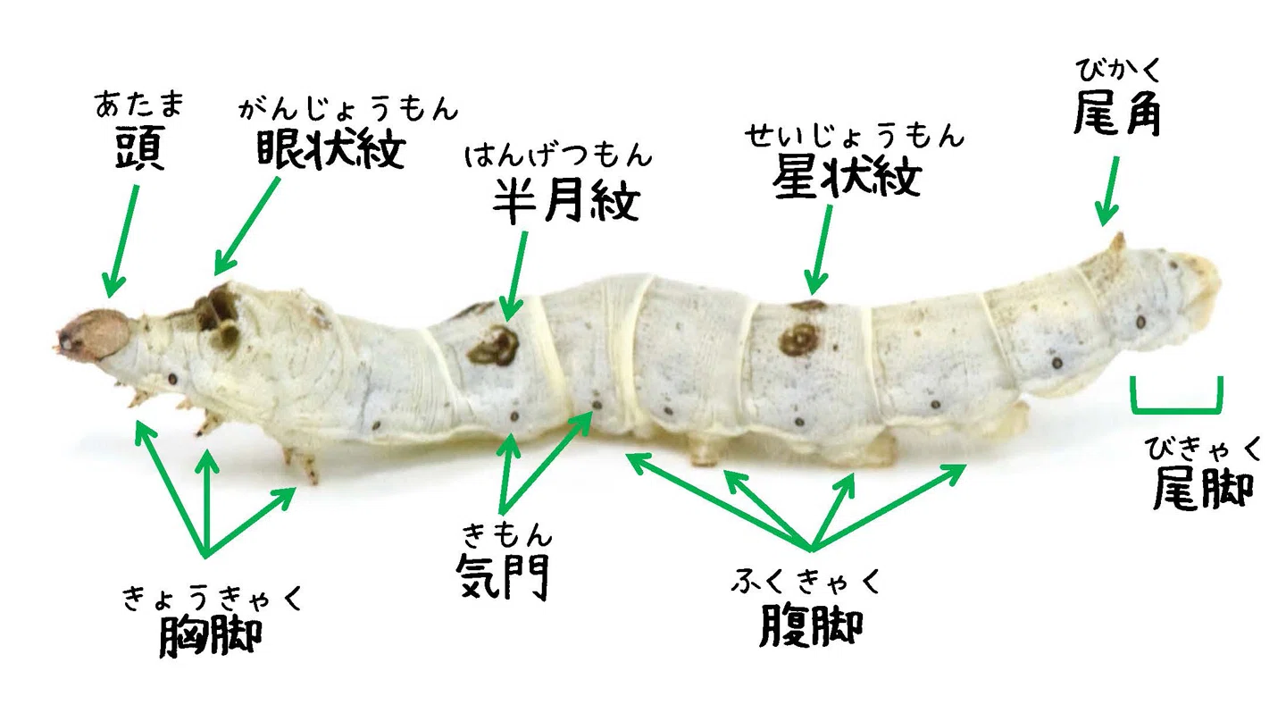 カイコの飼育方法｜竜洋昆虫自然観察公園