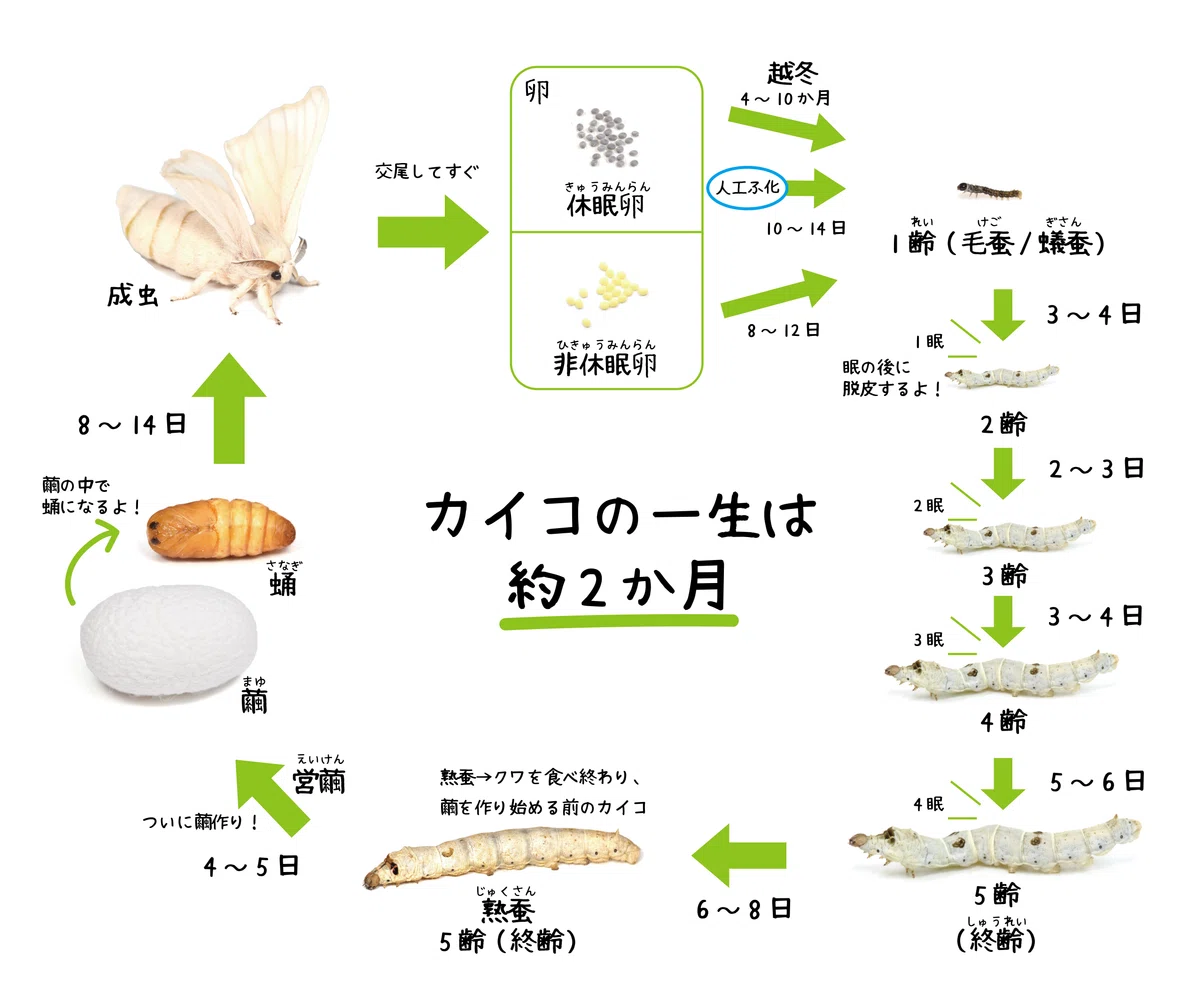 カイコの飼育方法|竜洋昆虫自然観察公園