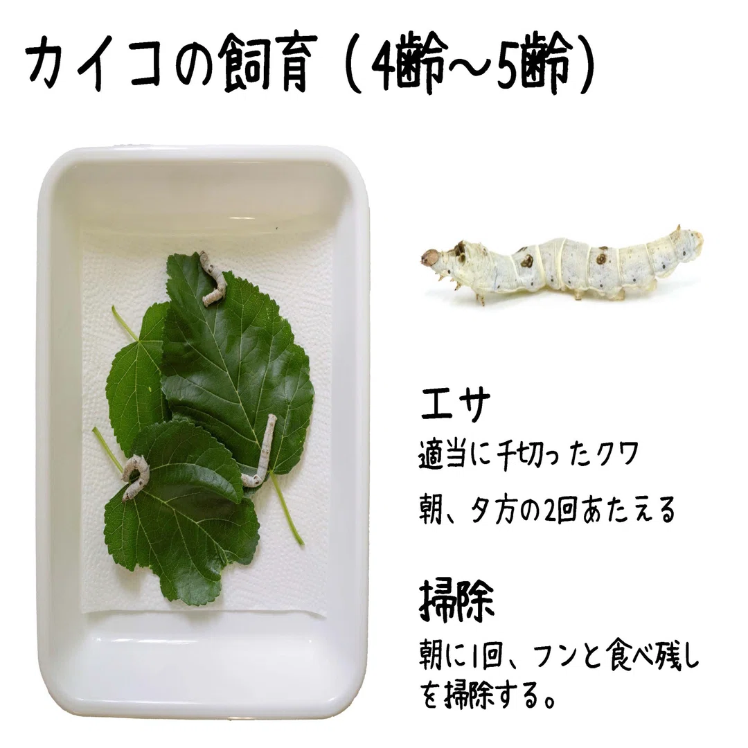蚕 の 育て 方