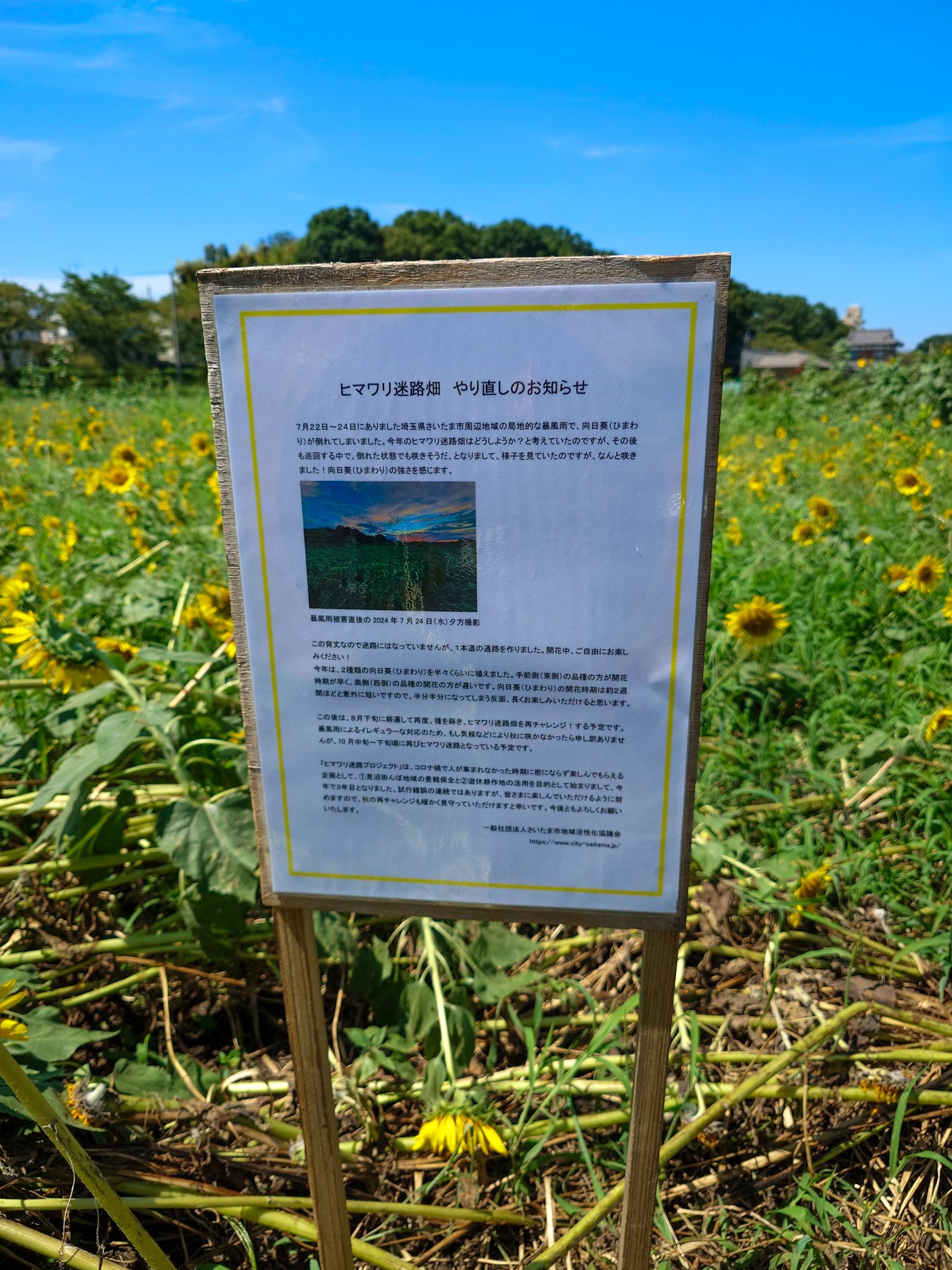 見沼田んぼのひまわり畑、今年は・・・｜ヨコノヨカノート